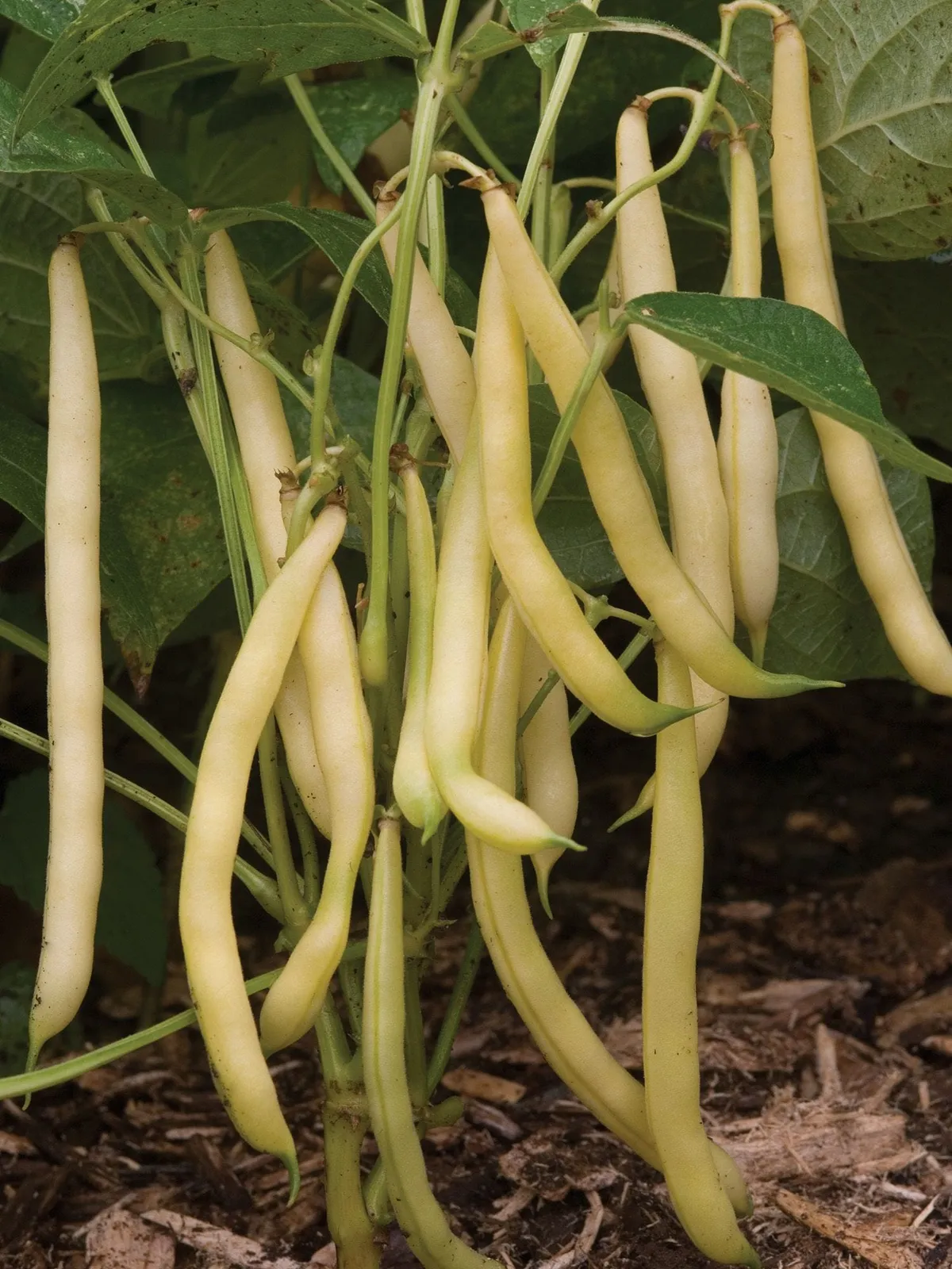 Bush, Mellow Yellow Beans