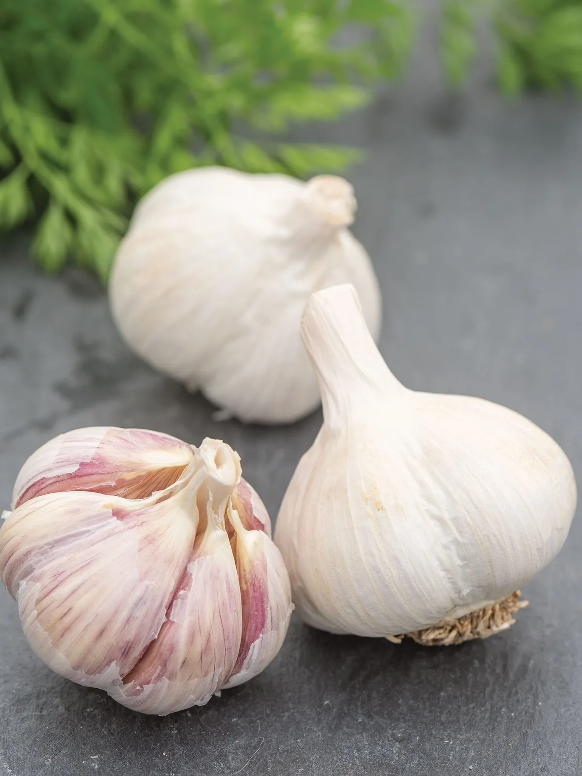 Romanian Red Garlic