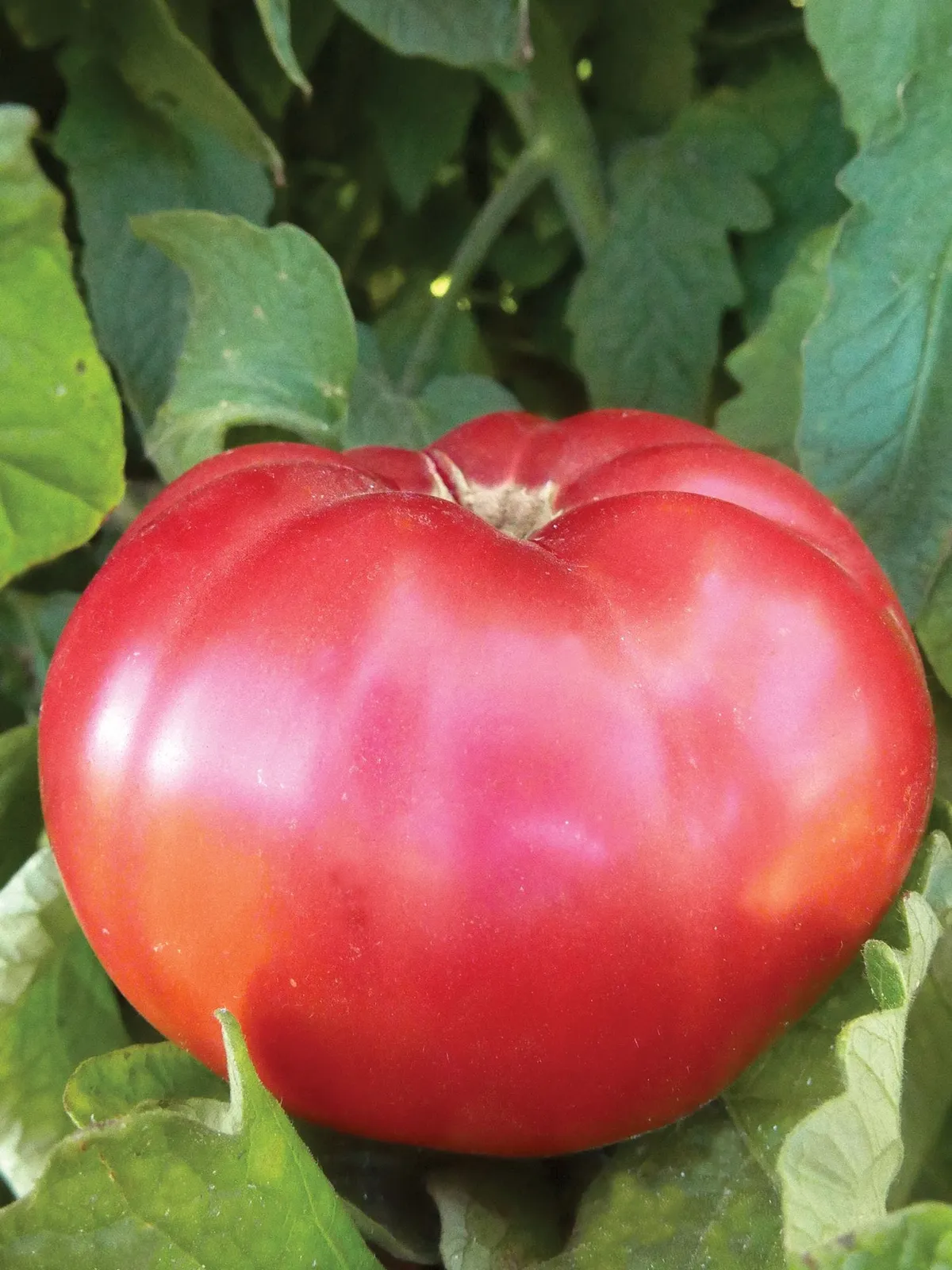 Giant Pink Belgium Tomatoes