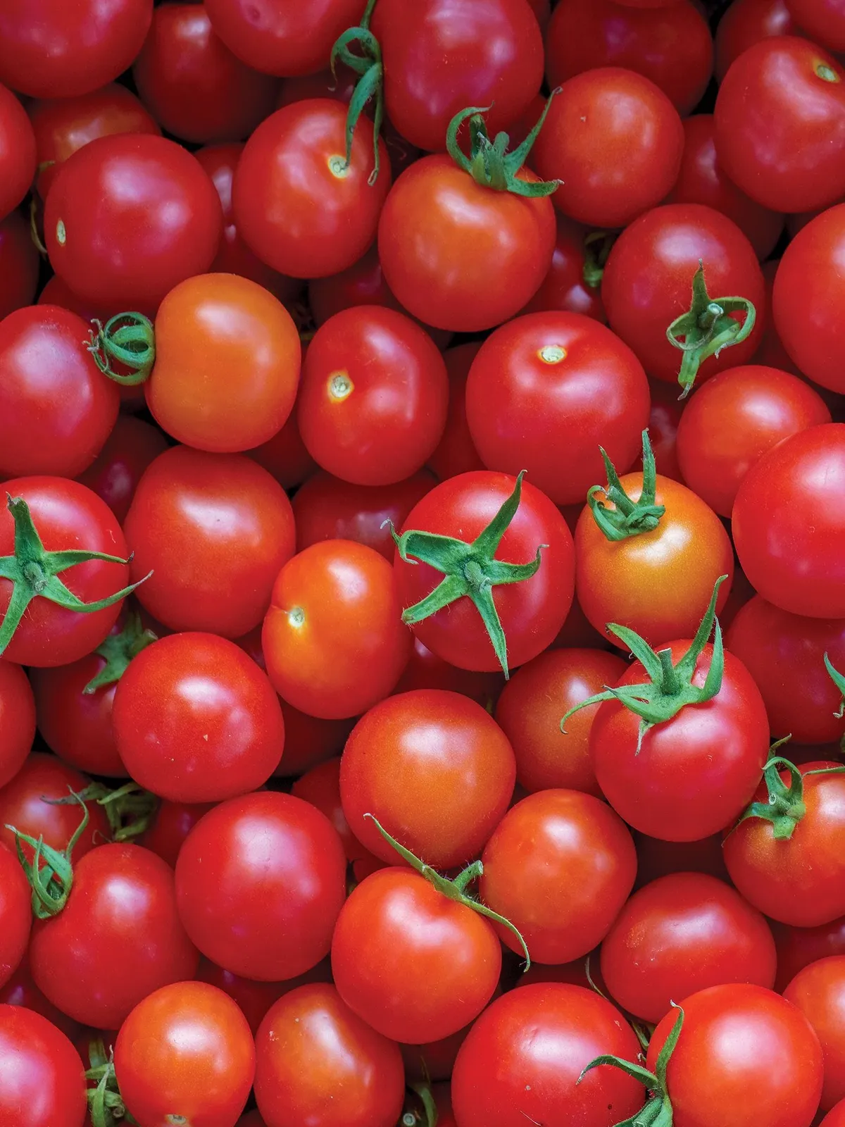 Super Sweet 100 Hybrid Tomatoes