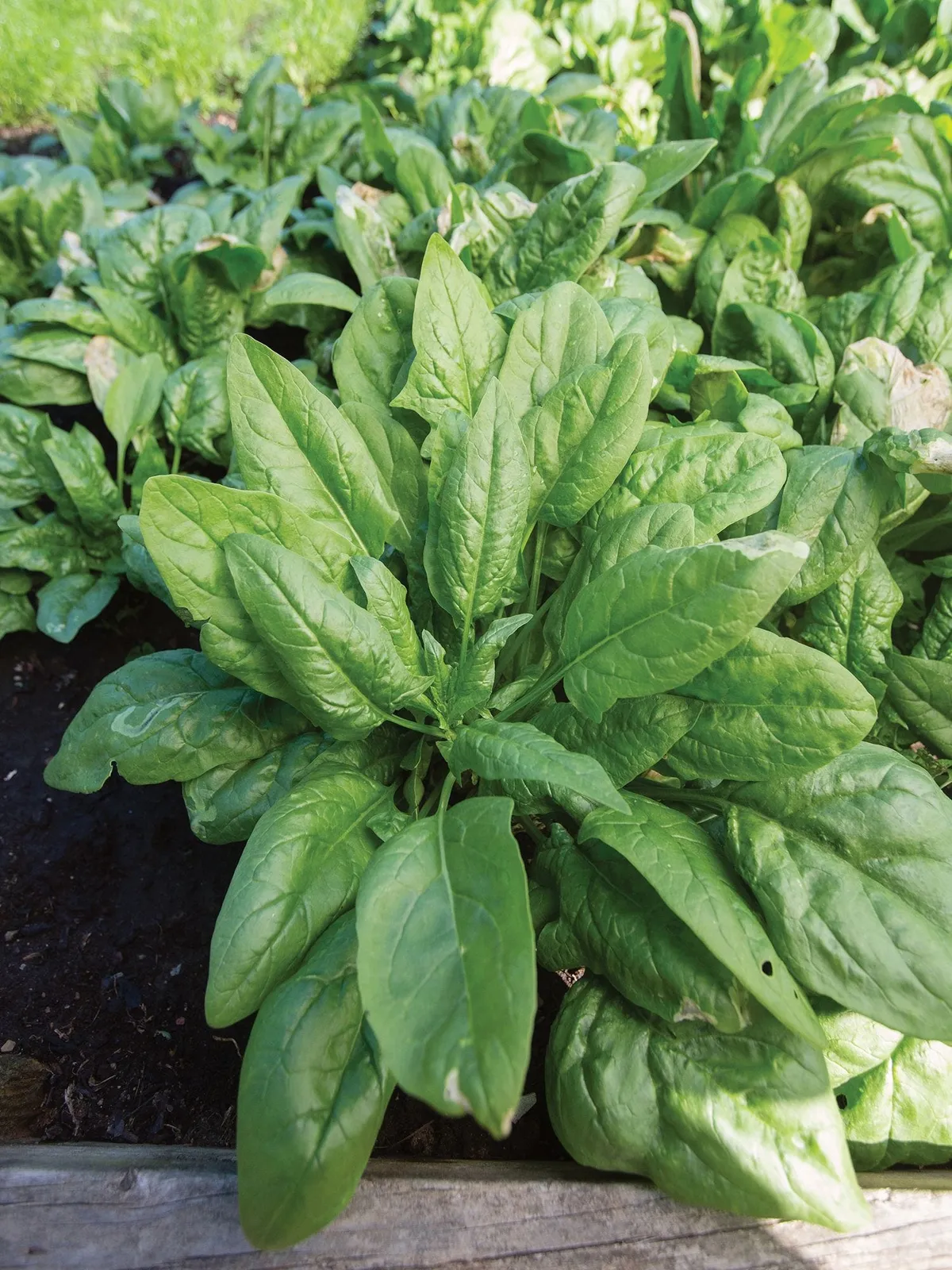 Persius Hybrid Spinach