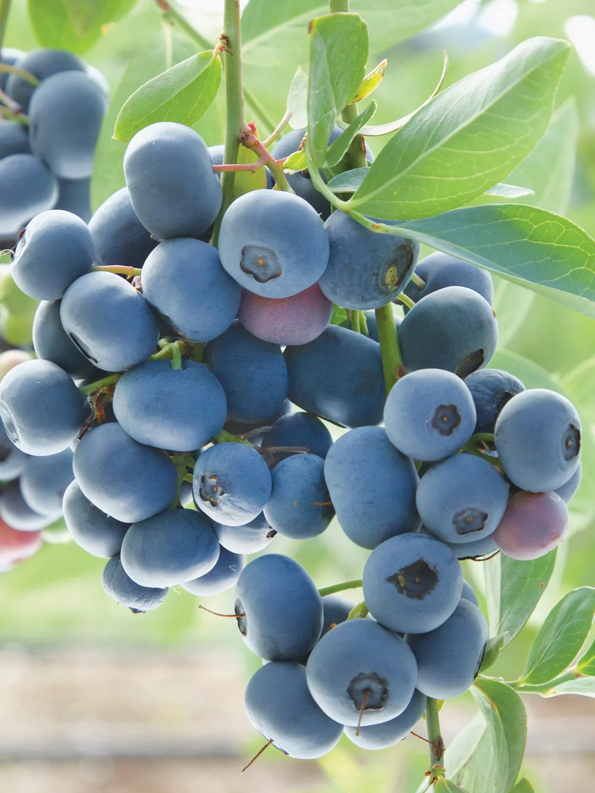 Prairie Berry Blueberries
