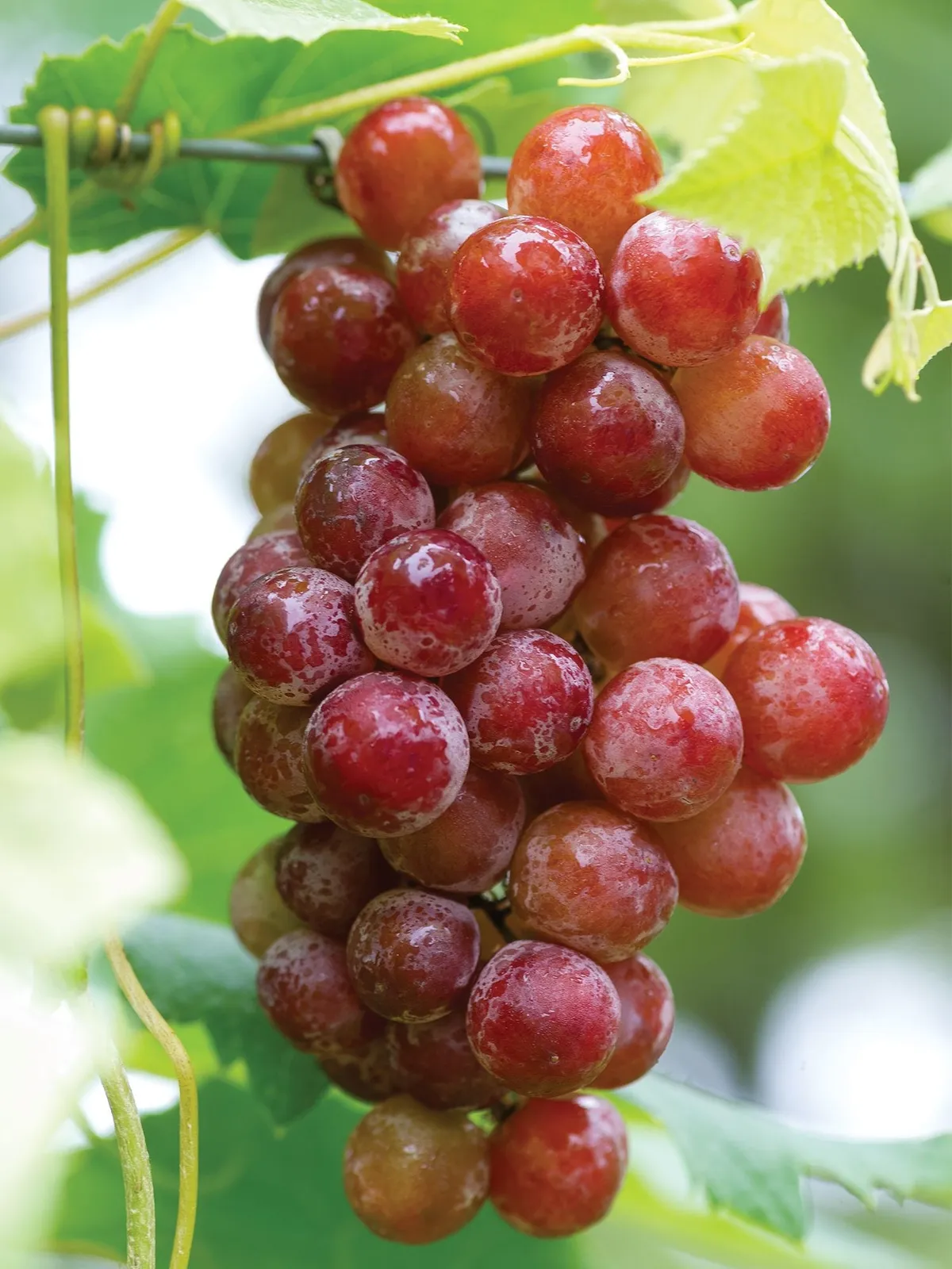 Somerset Seedless Grapes
