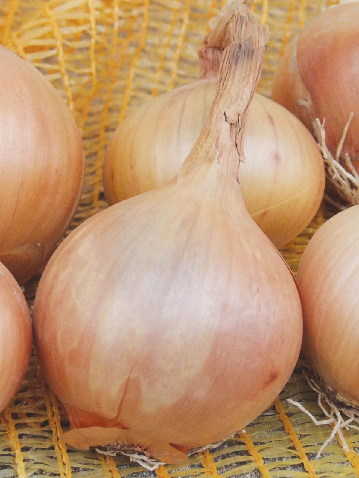 Sturon Organic Onions