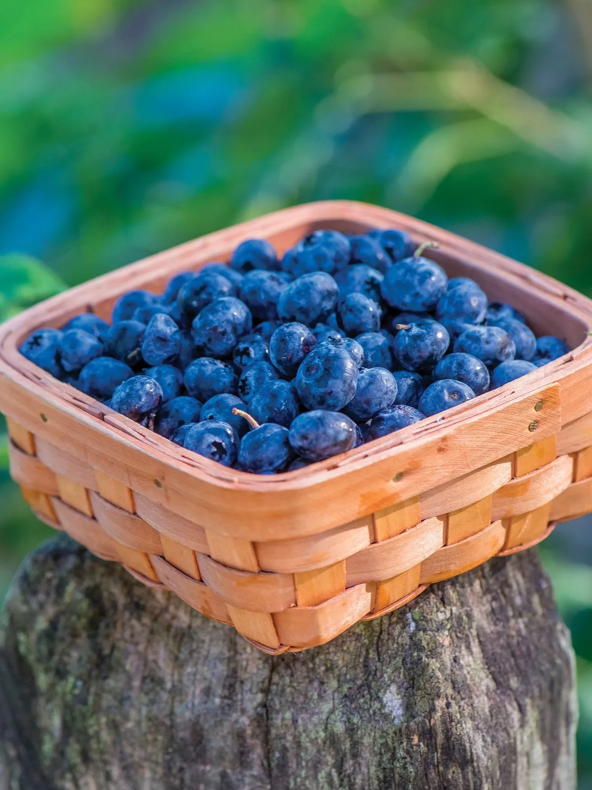 Razz Blueberries