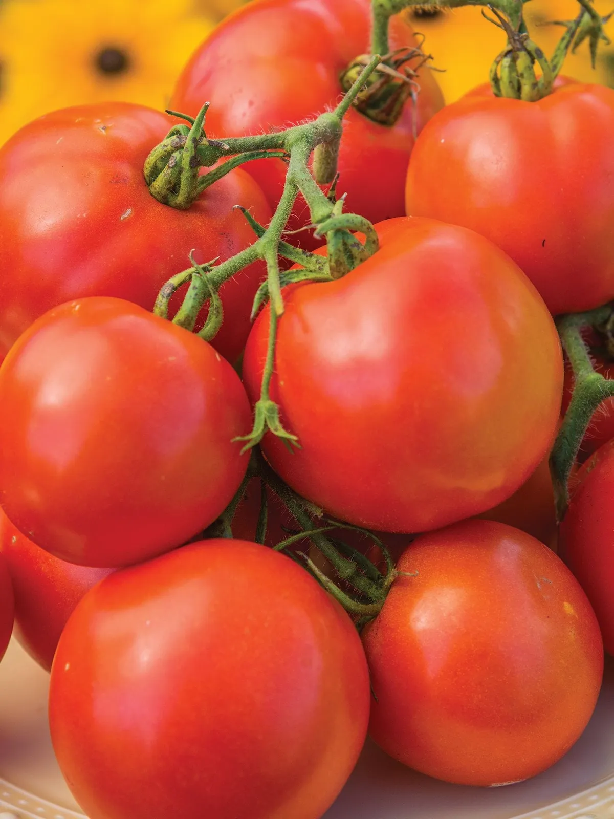 Oh Happy Day Hybrid Tomatoes