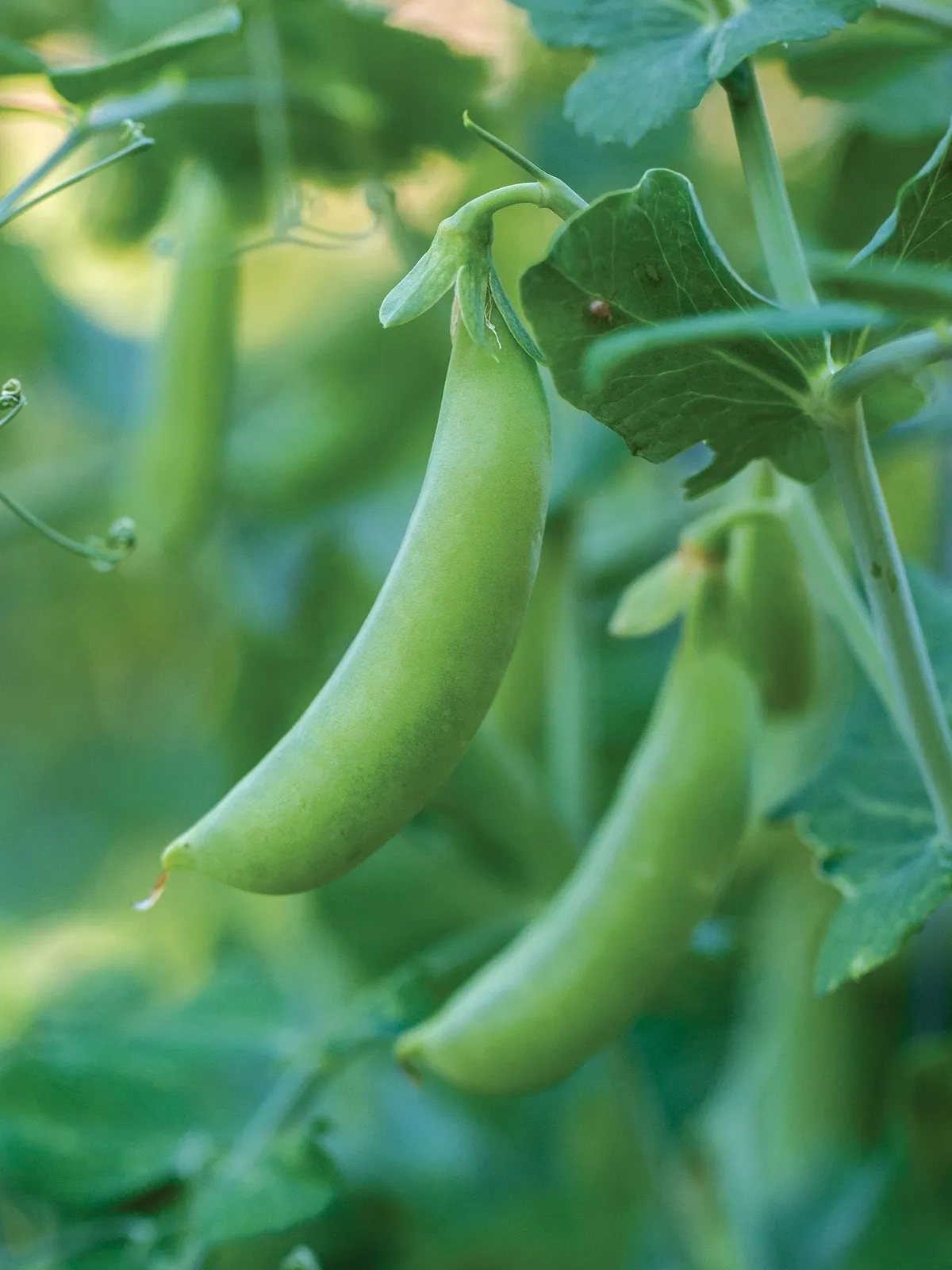 Little SnapPea Crunch Peas