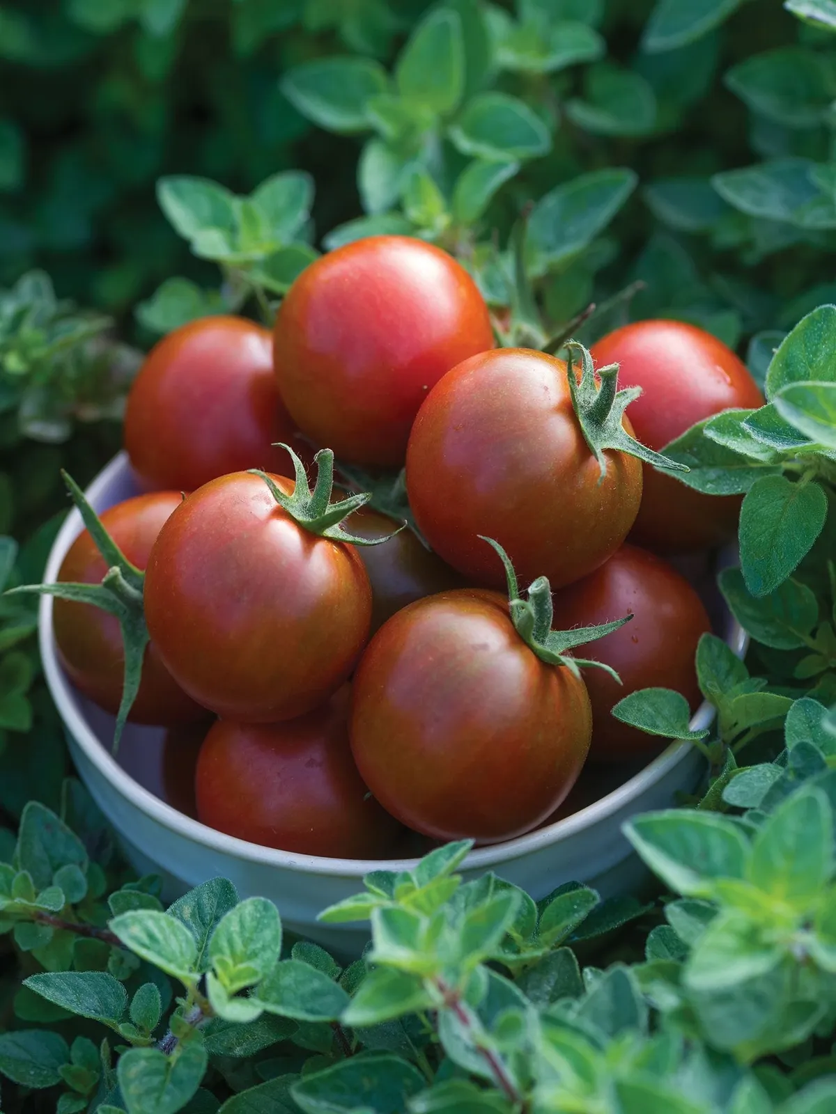 Sunchocola Hybrid Tomatoes