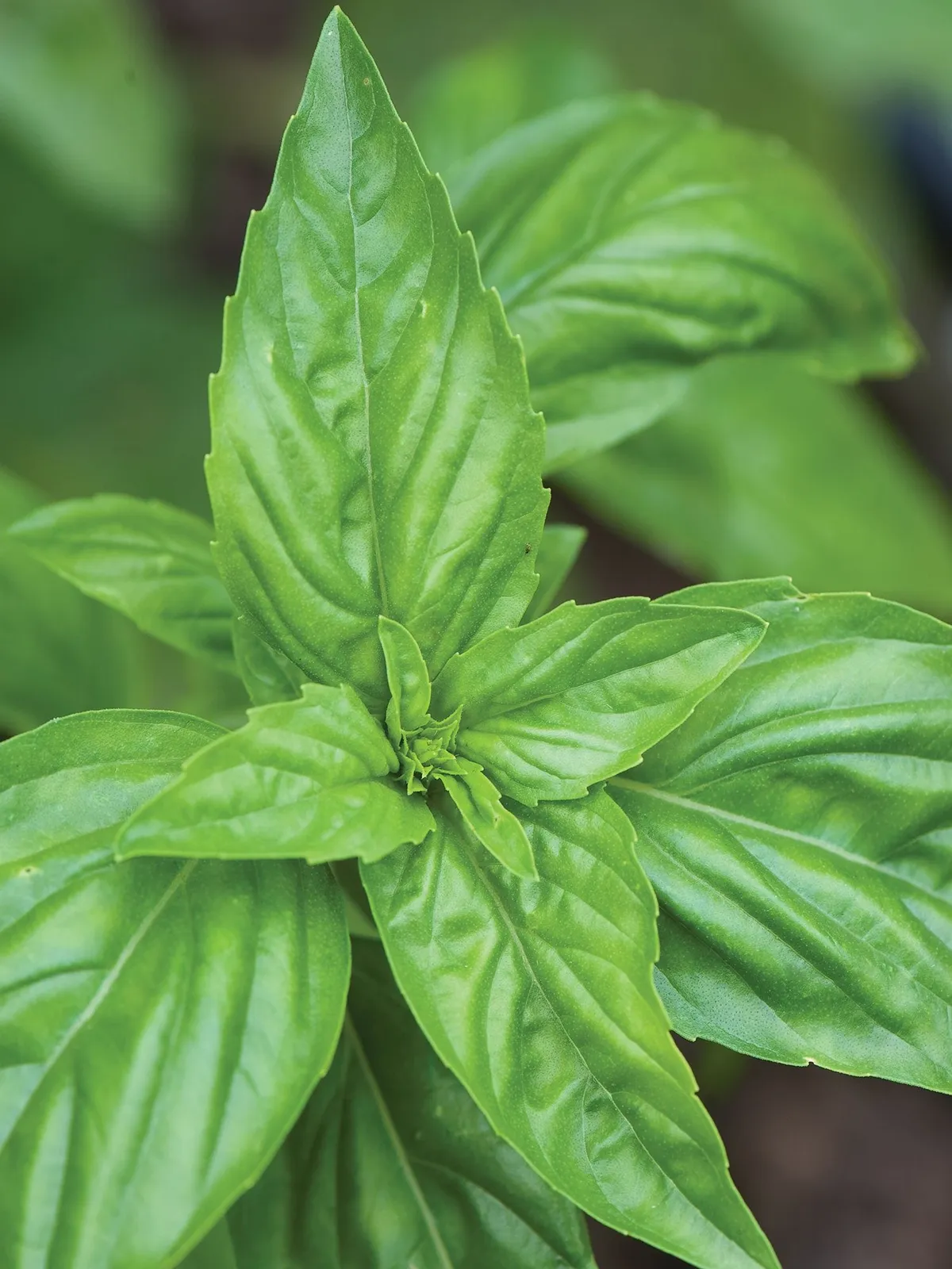 Sweet Basil