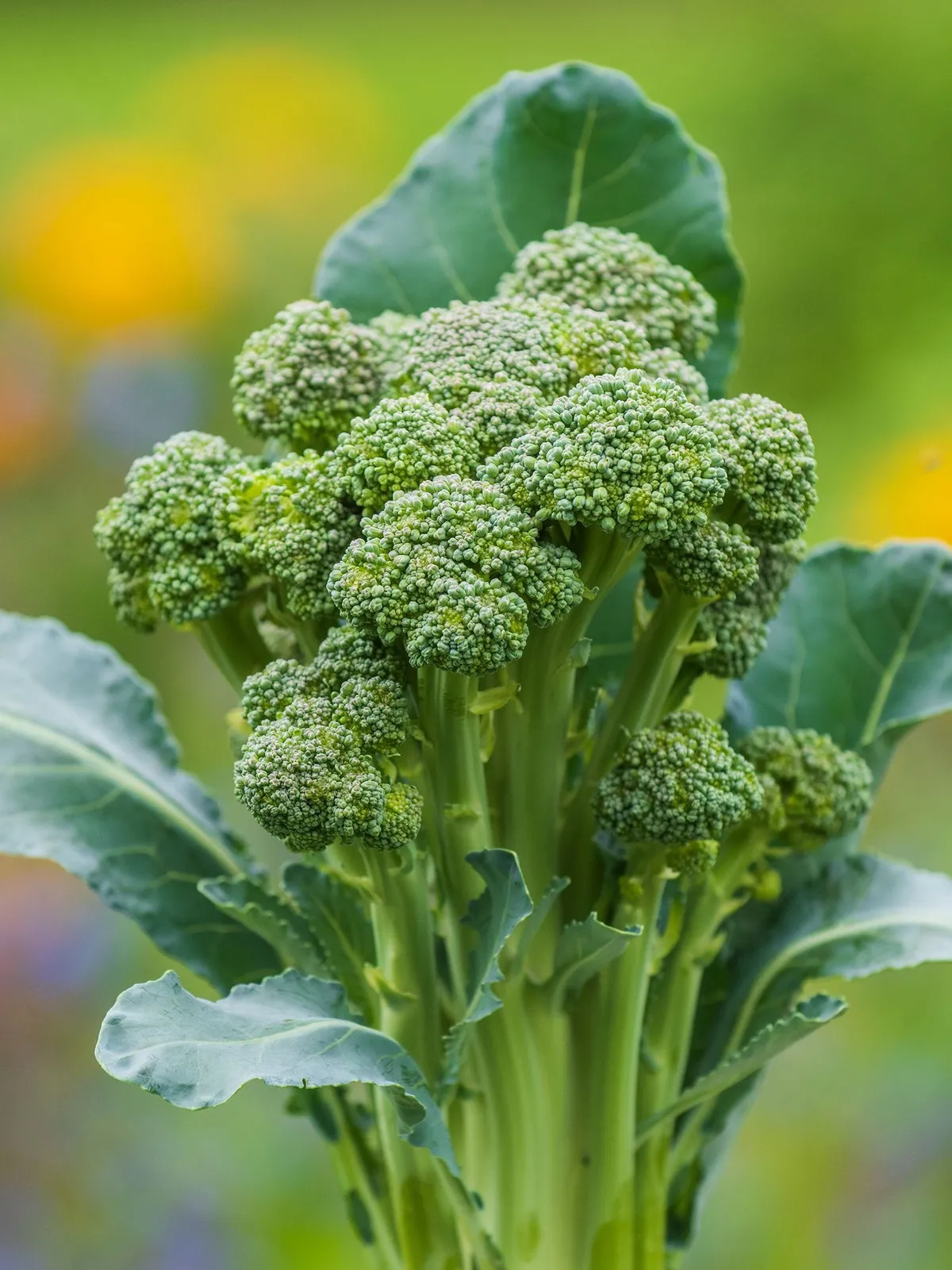 Montebello Hybrid Broccoli