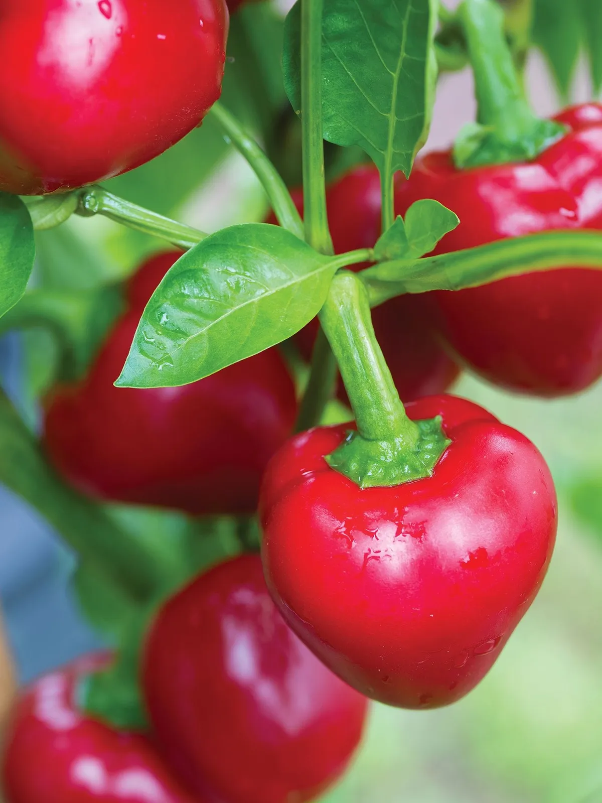 Sweet, Cherry Stuffer Hybrid Peppers