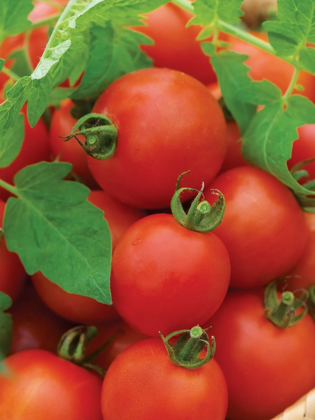 Mountain Magic Hybrid Tomatoes