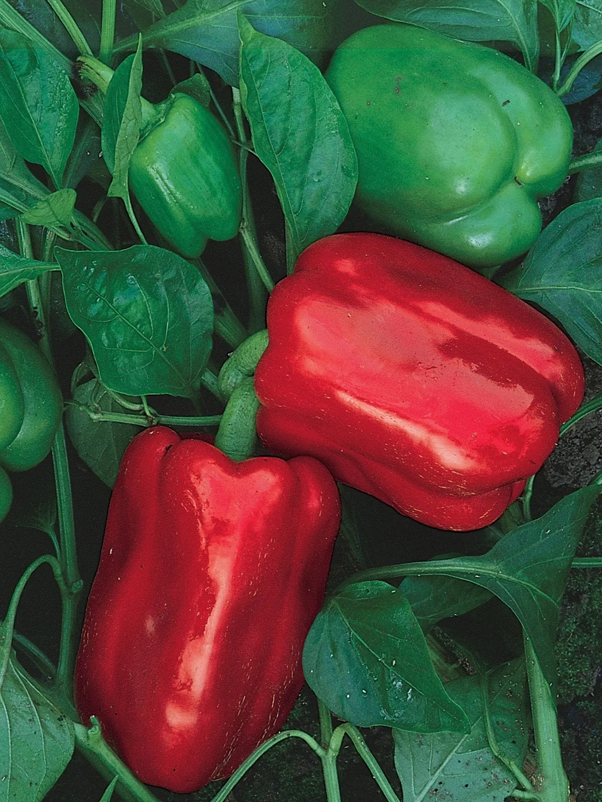 Sweet, Chinese Giant Peppers
