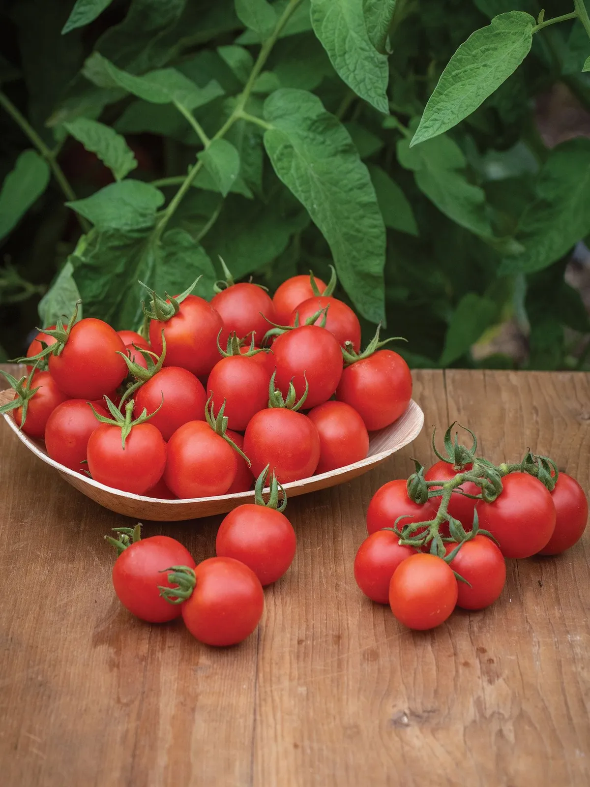 Chadwick Cherry Organic Tomatoes