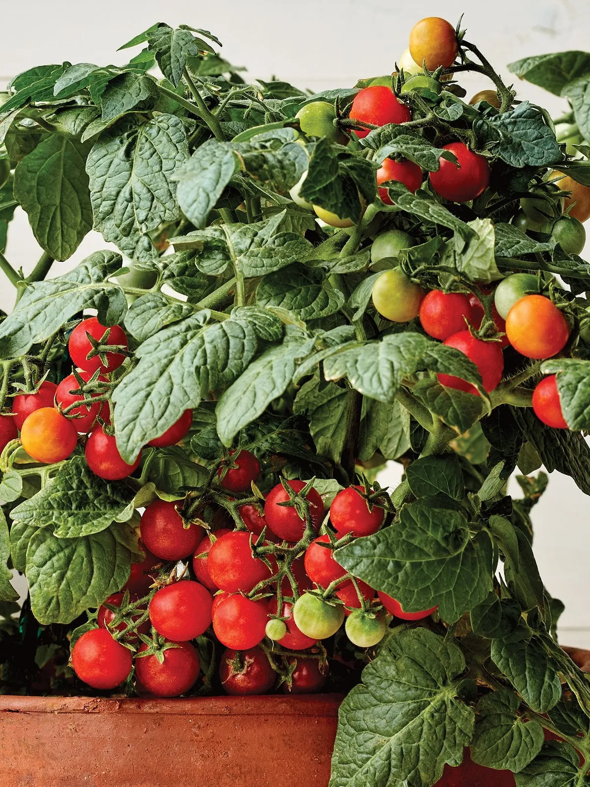 Veranda Red Hybrid Tomatoes