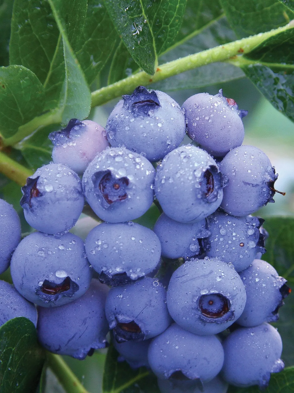 Patriot Blueberries