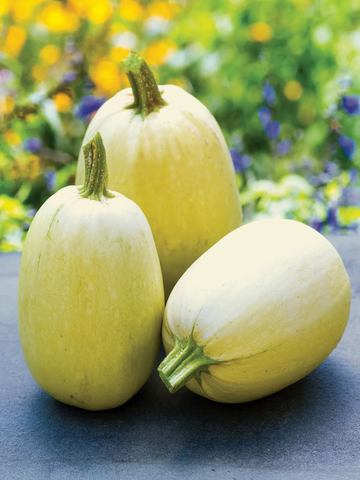 Winter, Tivoli Hybrid Squash
