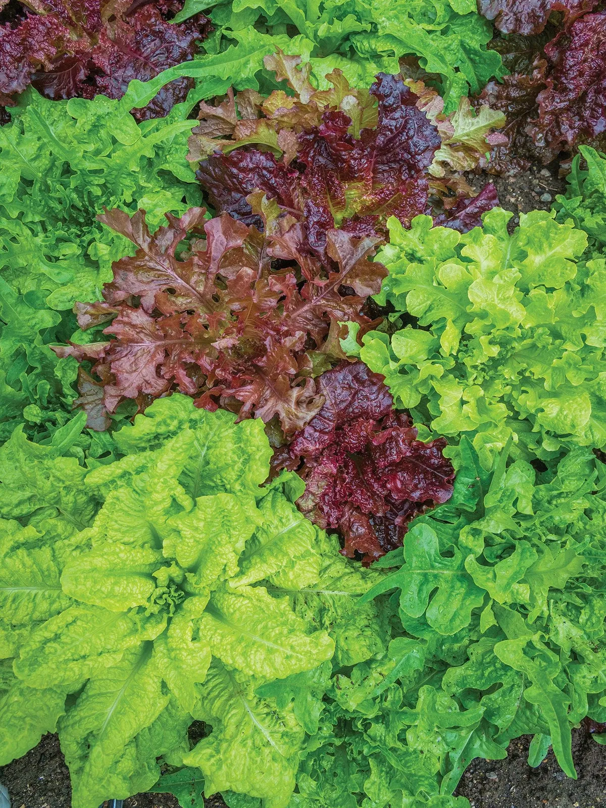Looseleaf Blend Lettuce
