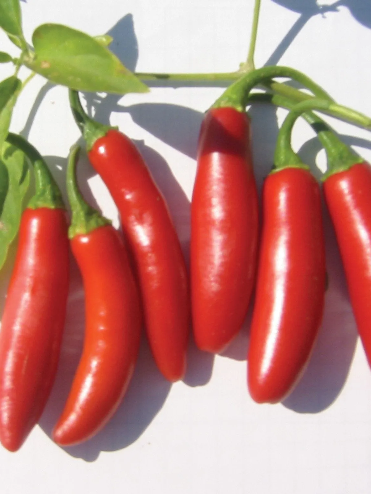 Hot, Serrano Tampiqueno Peppers