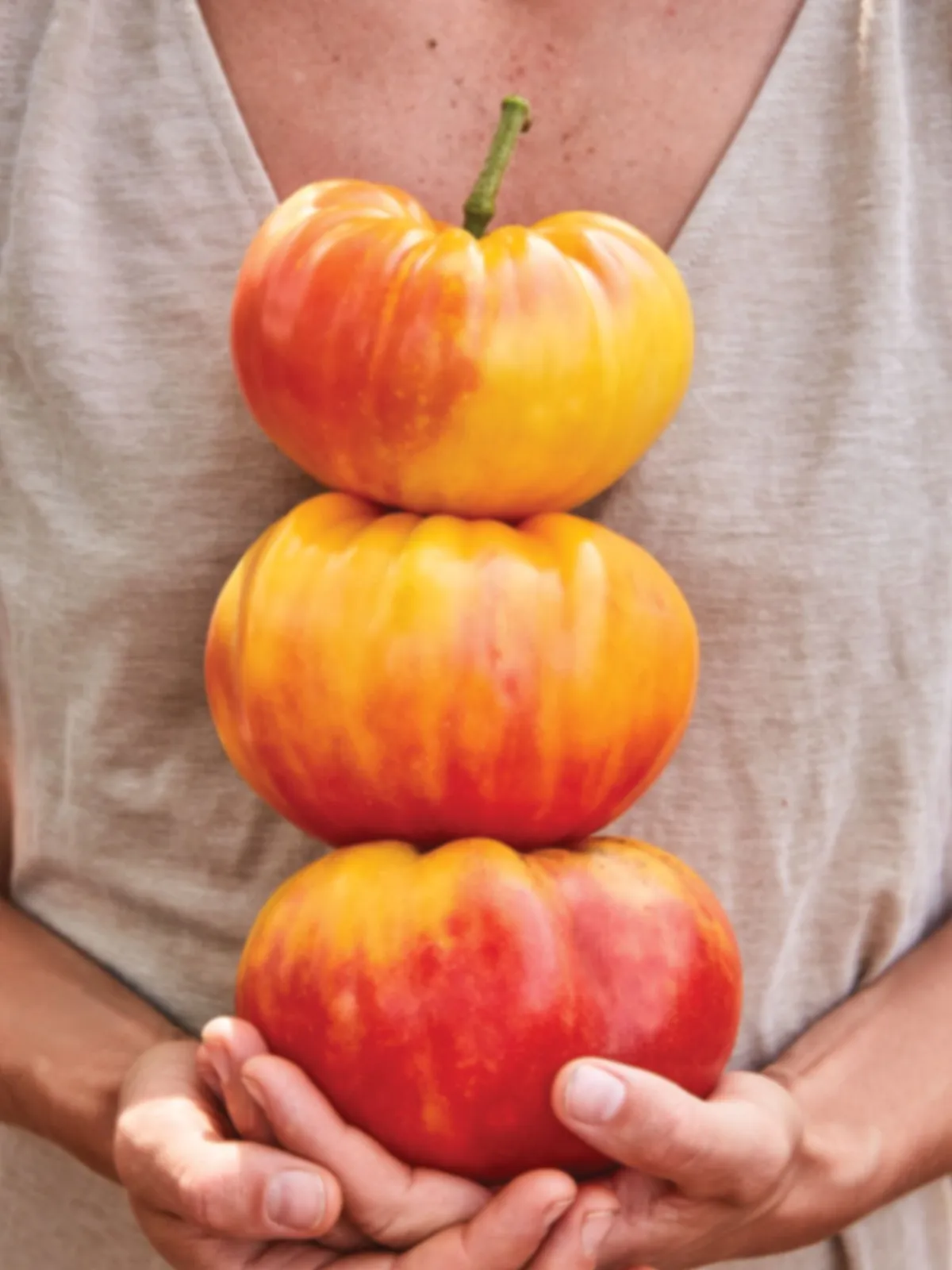 Big Rainbow Tomatoes