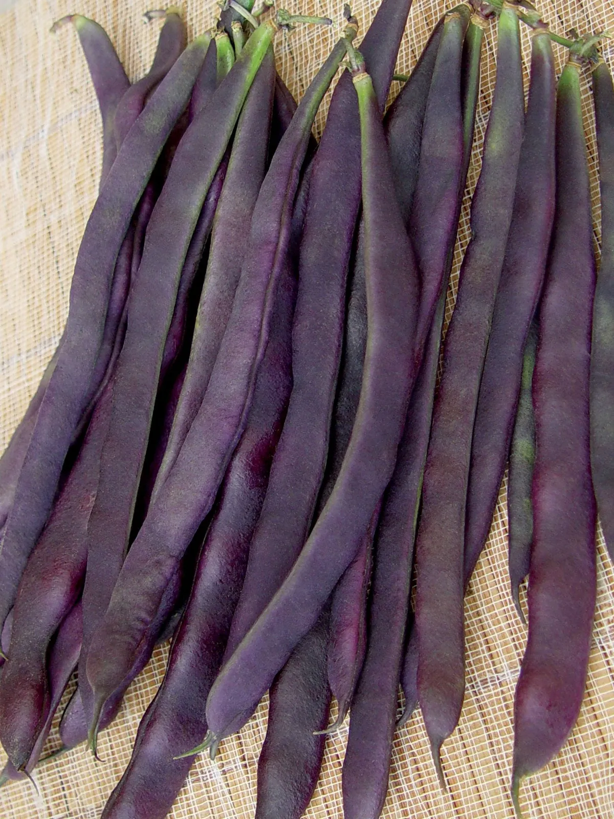 Pole, Trionfo Violetto Beans