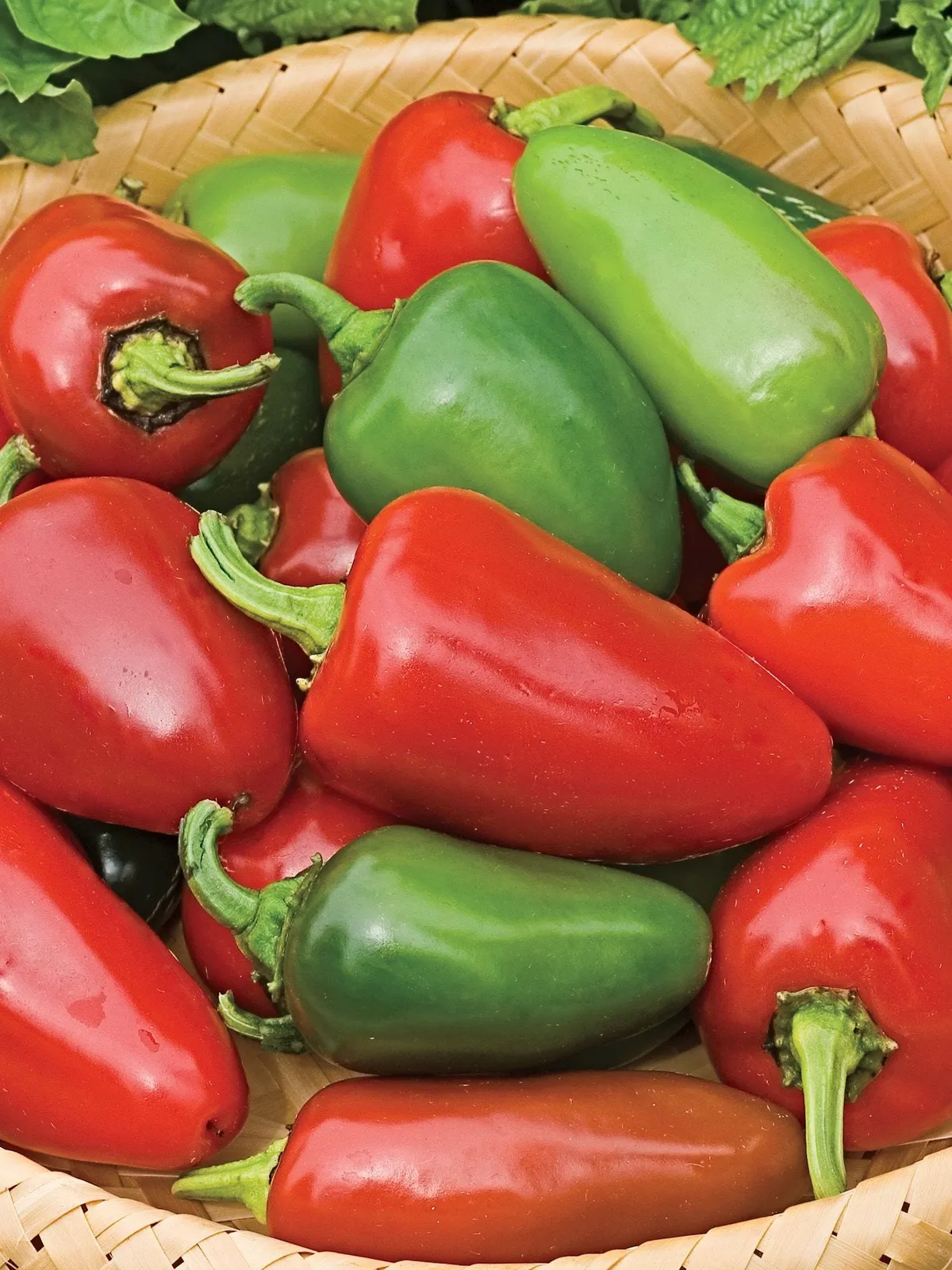 Hot, Biker Billy Hybrid Peppers