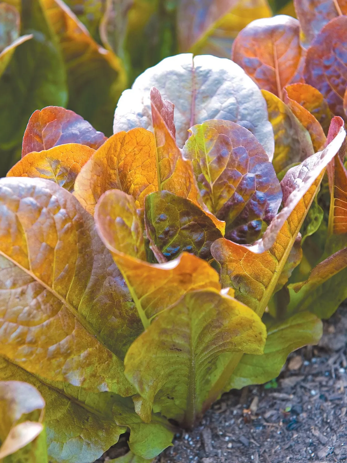 Four Seasons Lettuce