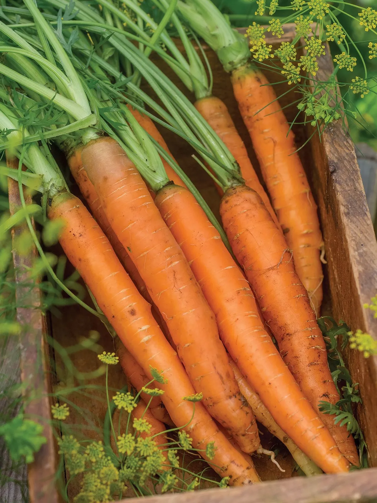 Nantes Half Long Carrots