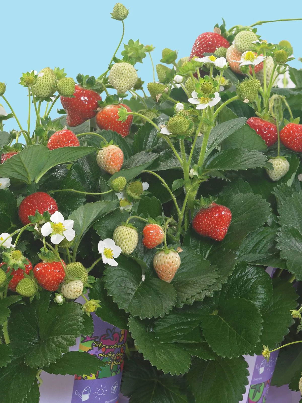 Delizz Strawberries