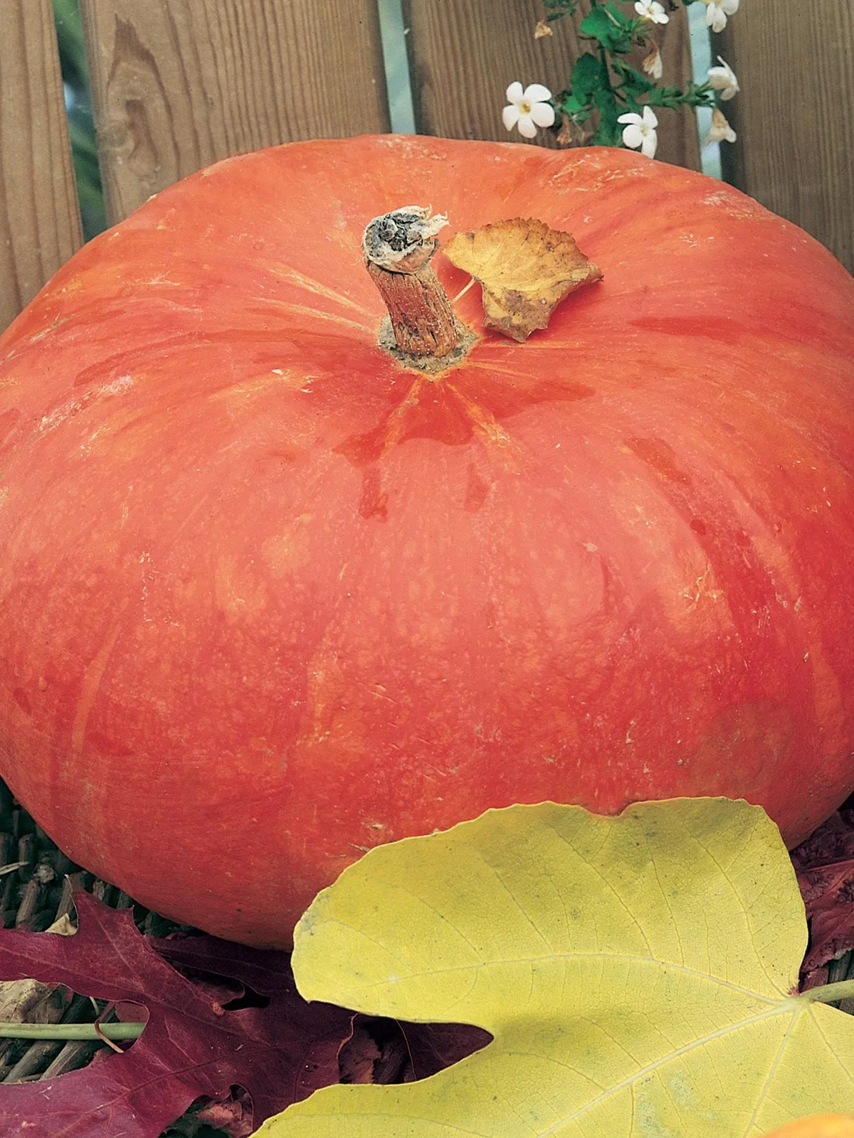 Rouge Vif dEtampes Pumpkin