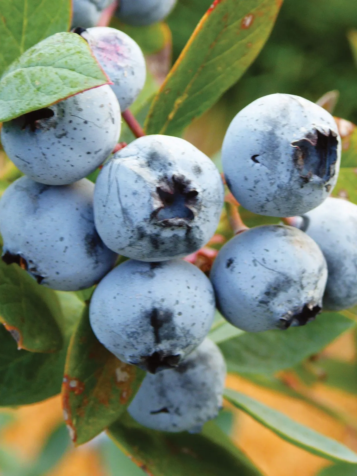 Titan Blueberries