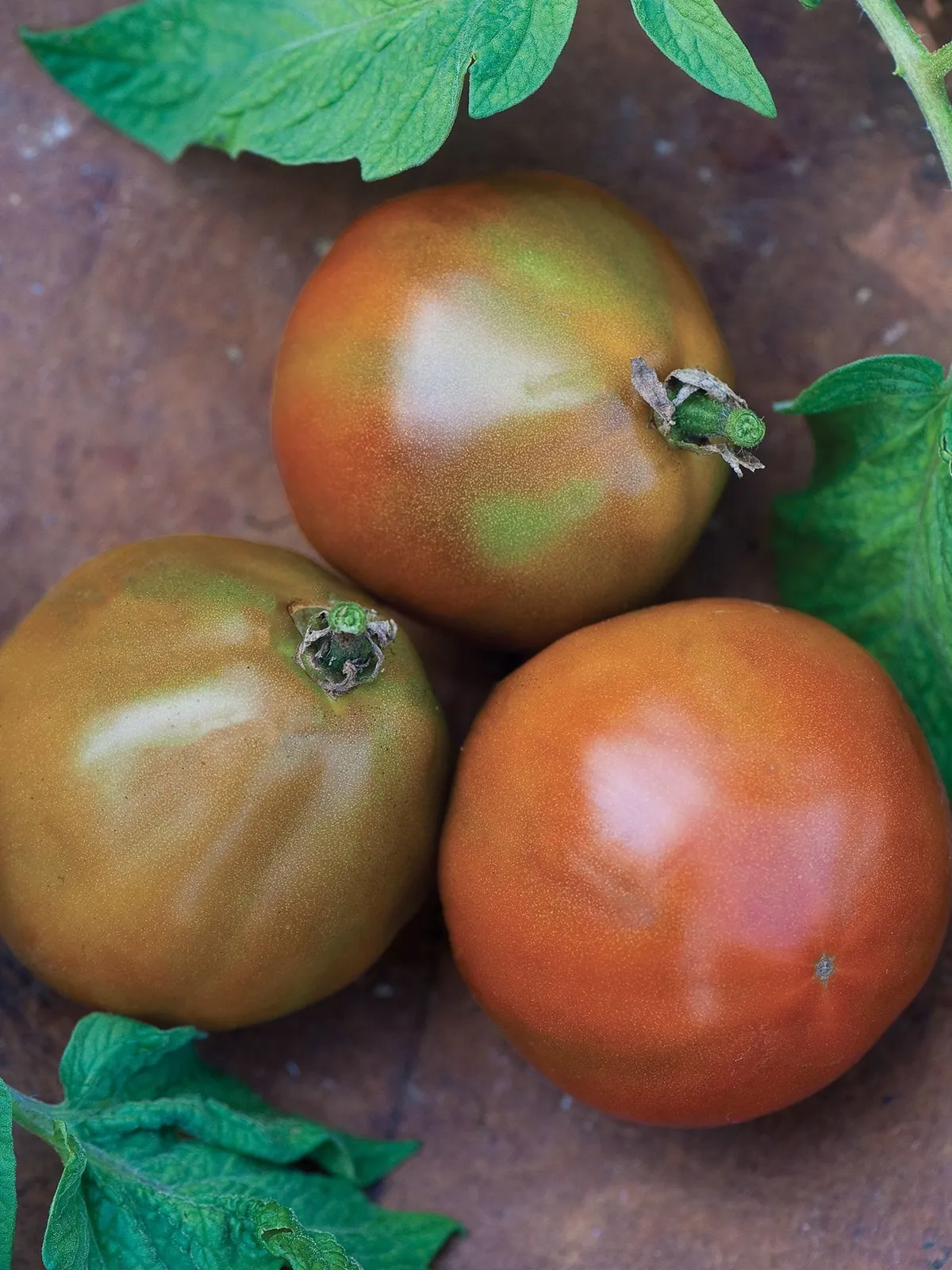 Black Truffle Tomatoes