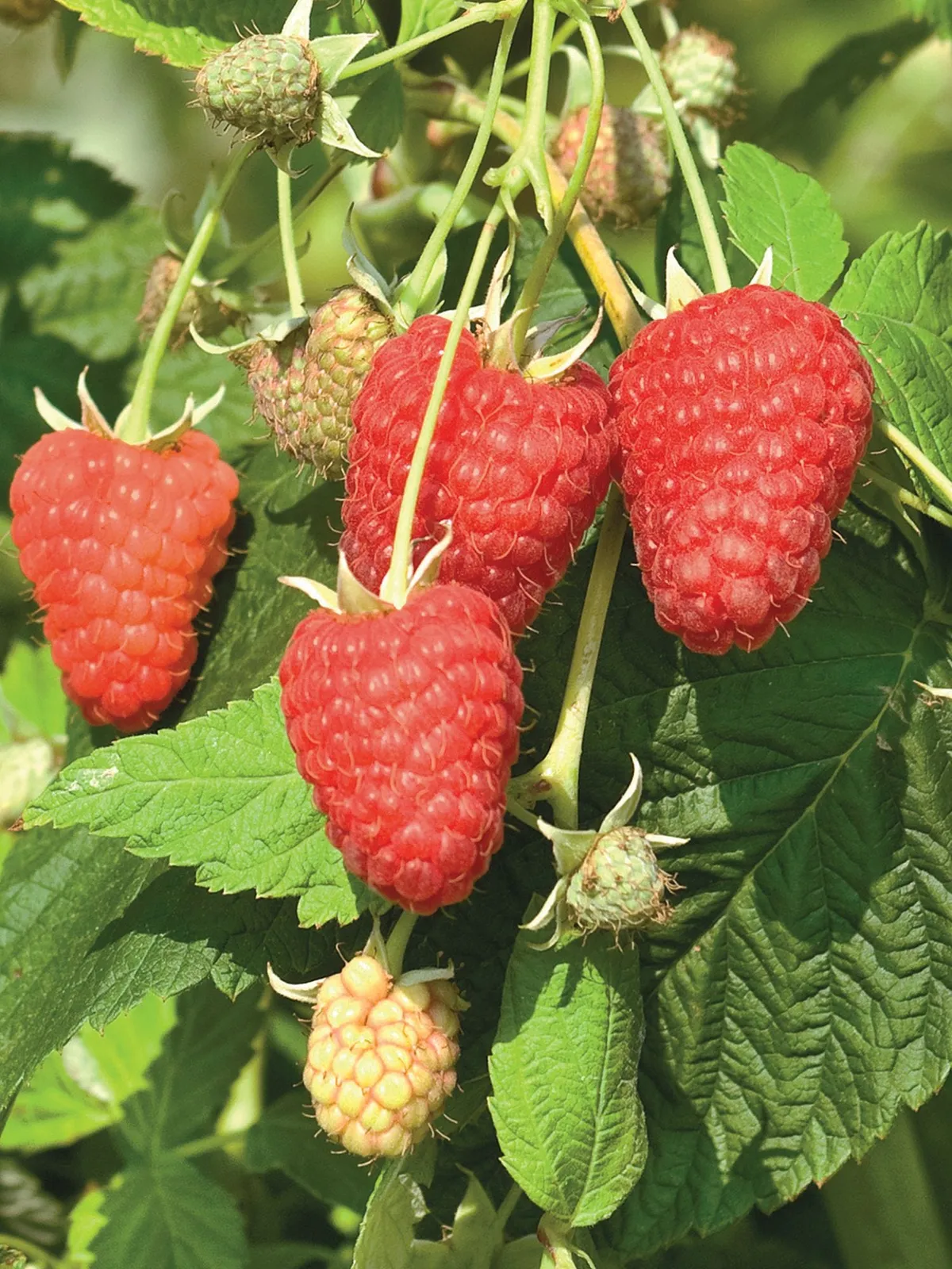 Joan J Raspberries