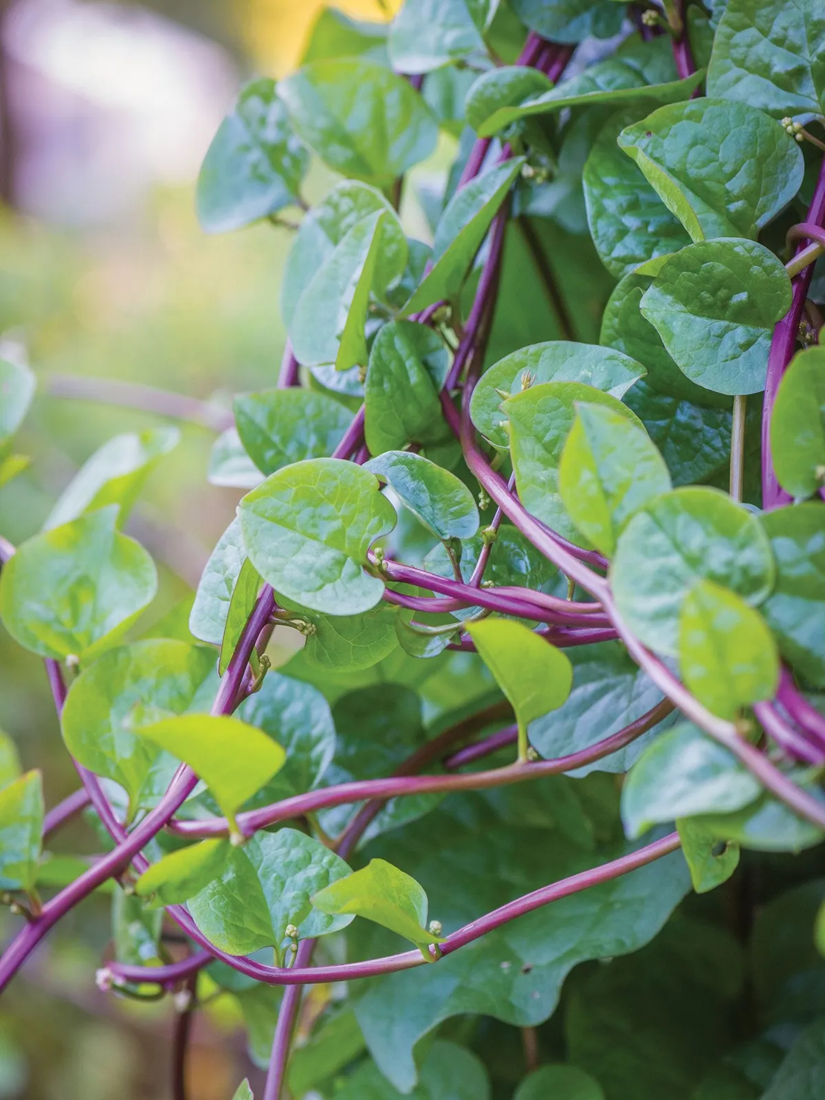 Red Stem Spinach