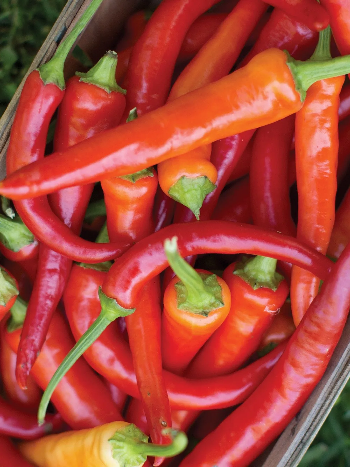 Sweet Savour Peppers