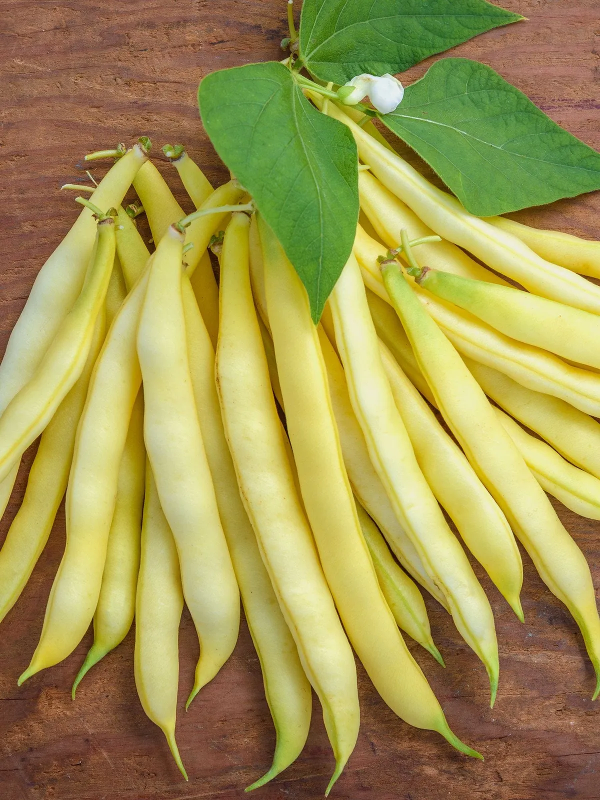 Bush, Golden Wax Organic Beans