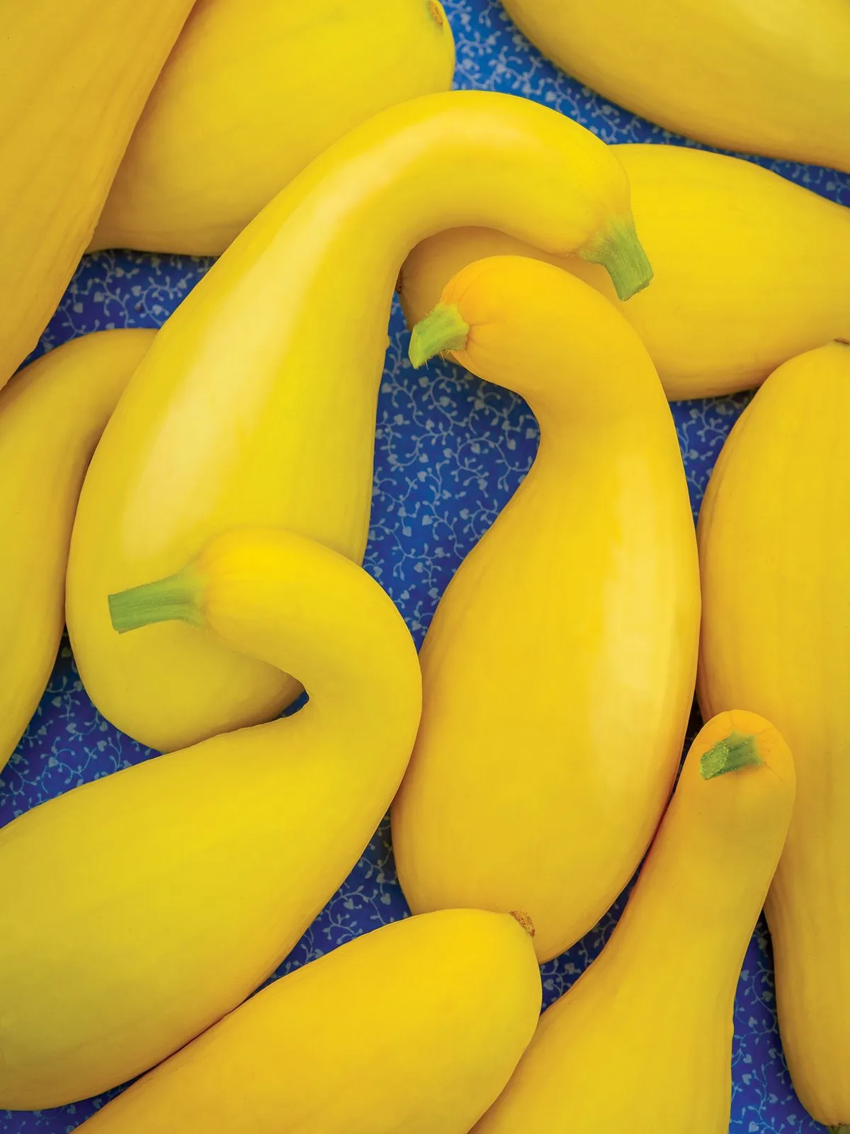 Summer, Golden Goose Hybrid Squash