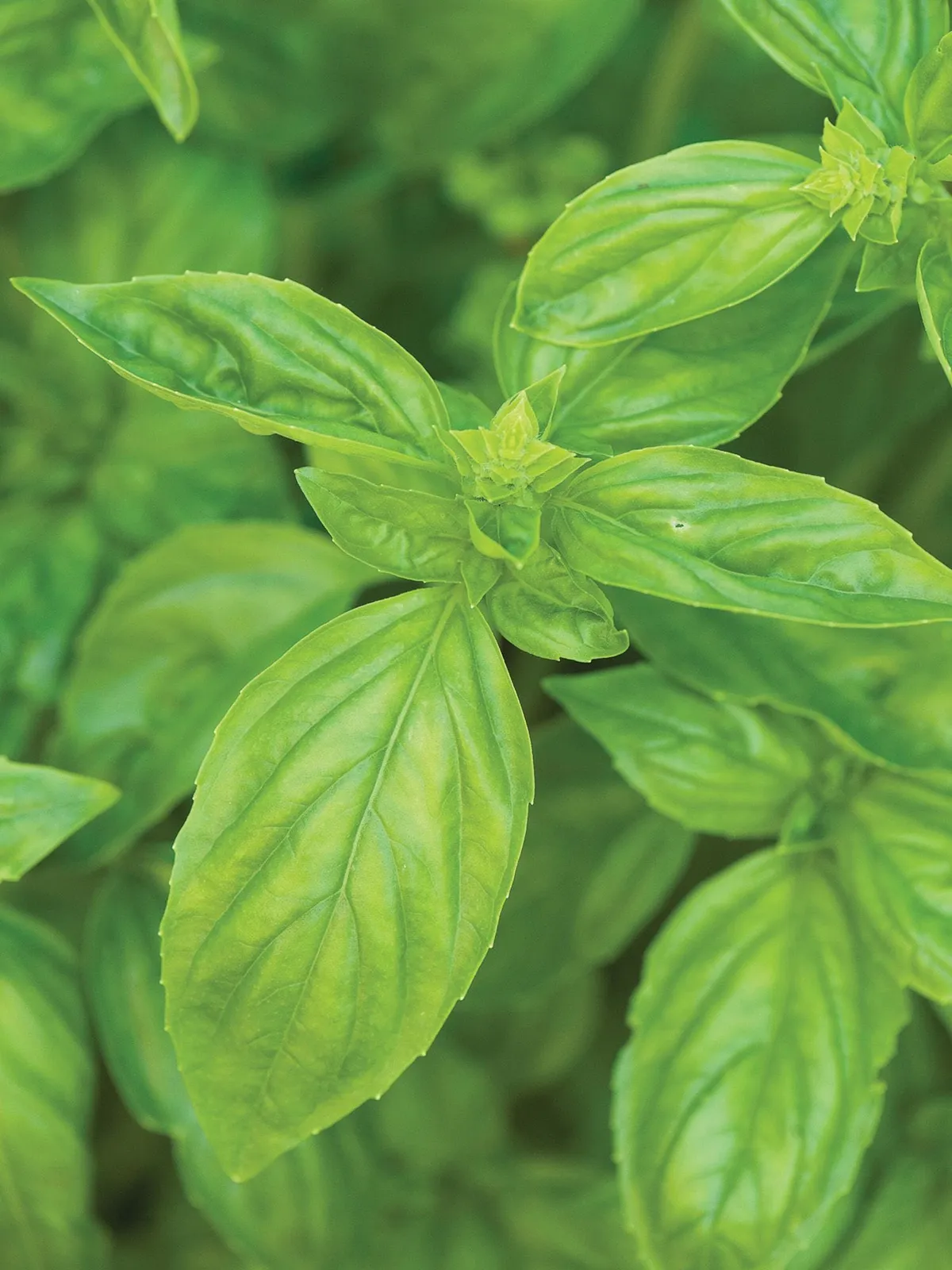 San Remo Basil