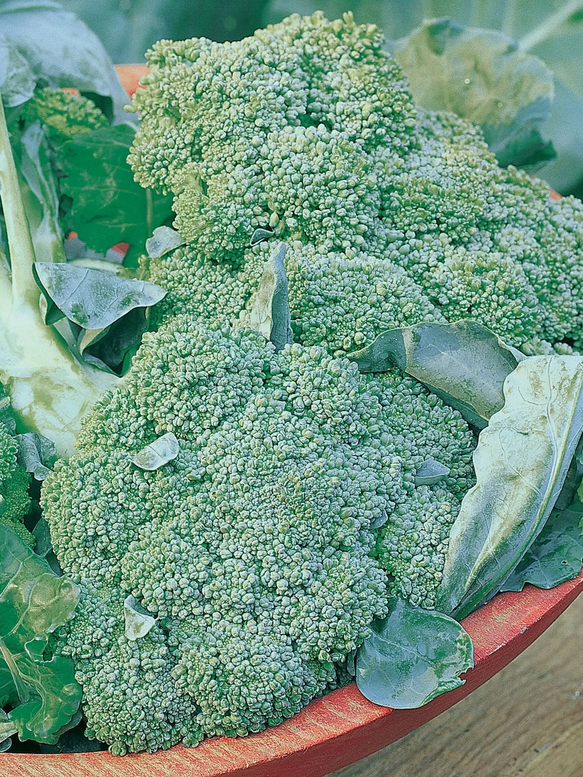 De Cicco Broccoli
