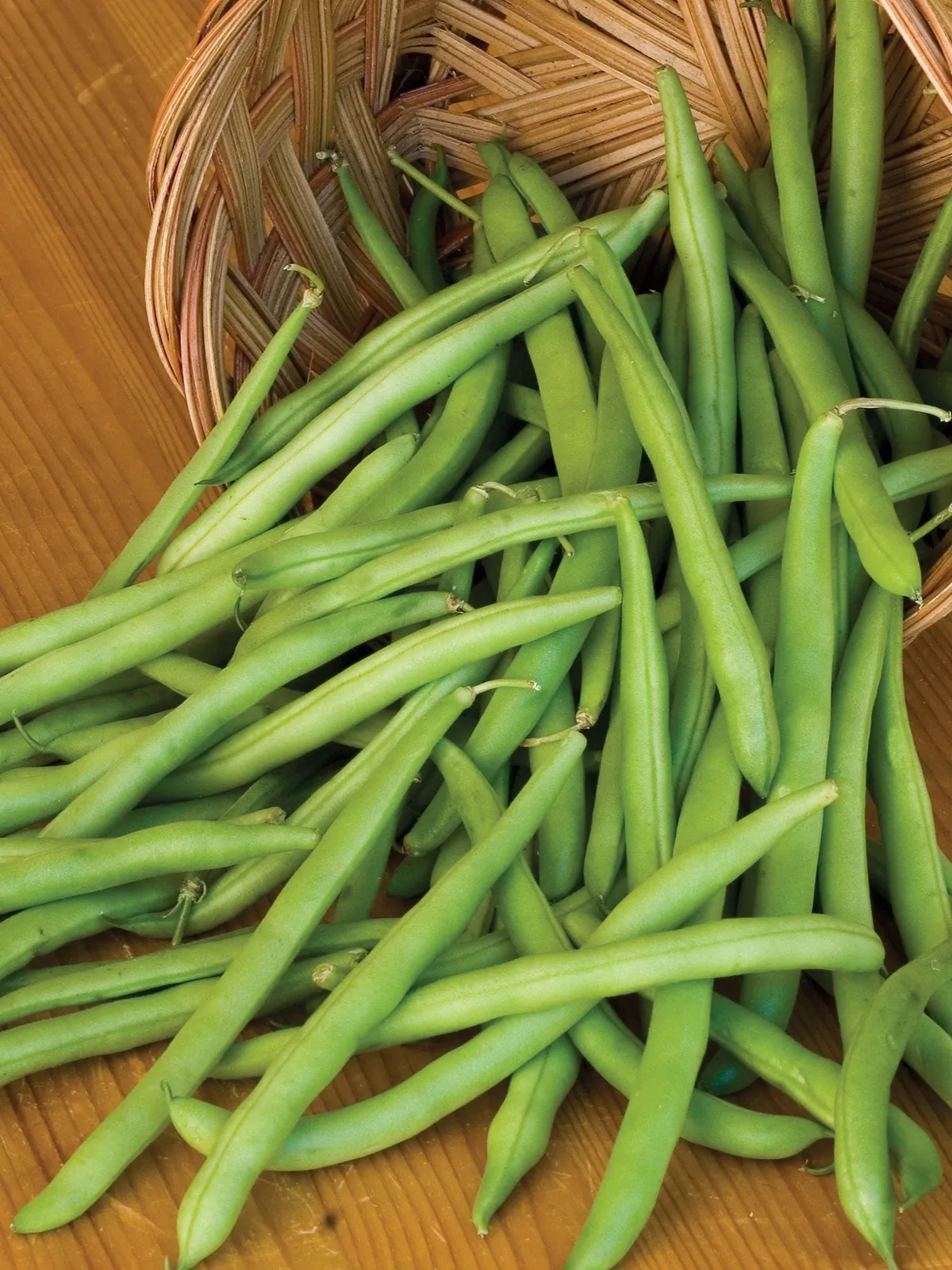 Bush, Provider Organic Beans