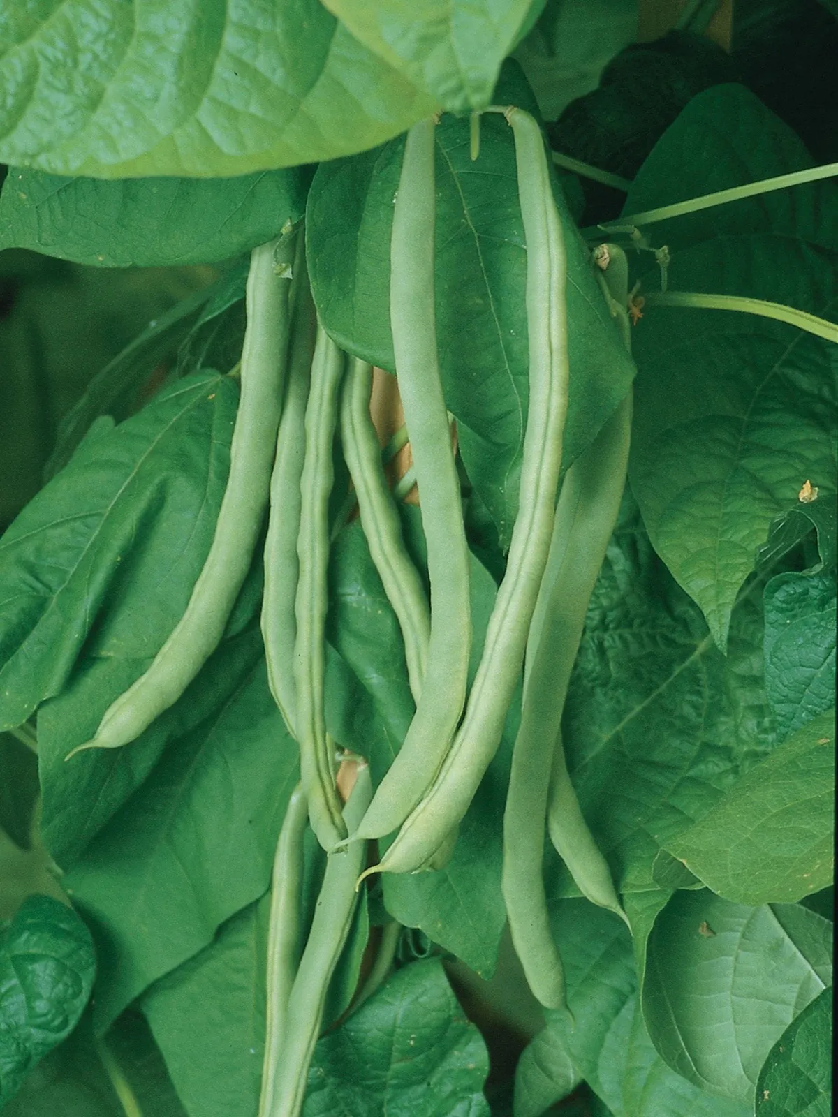 Pole, Kentucky Wonder Beans