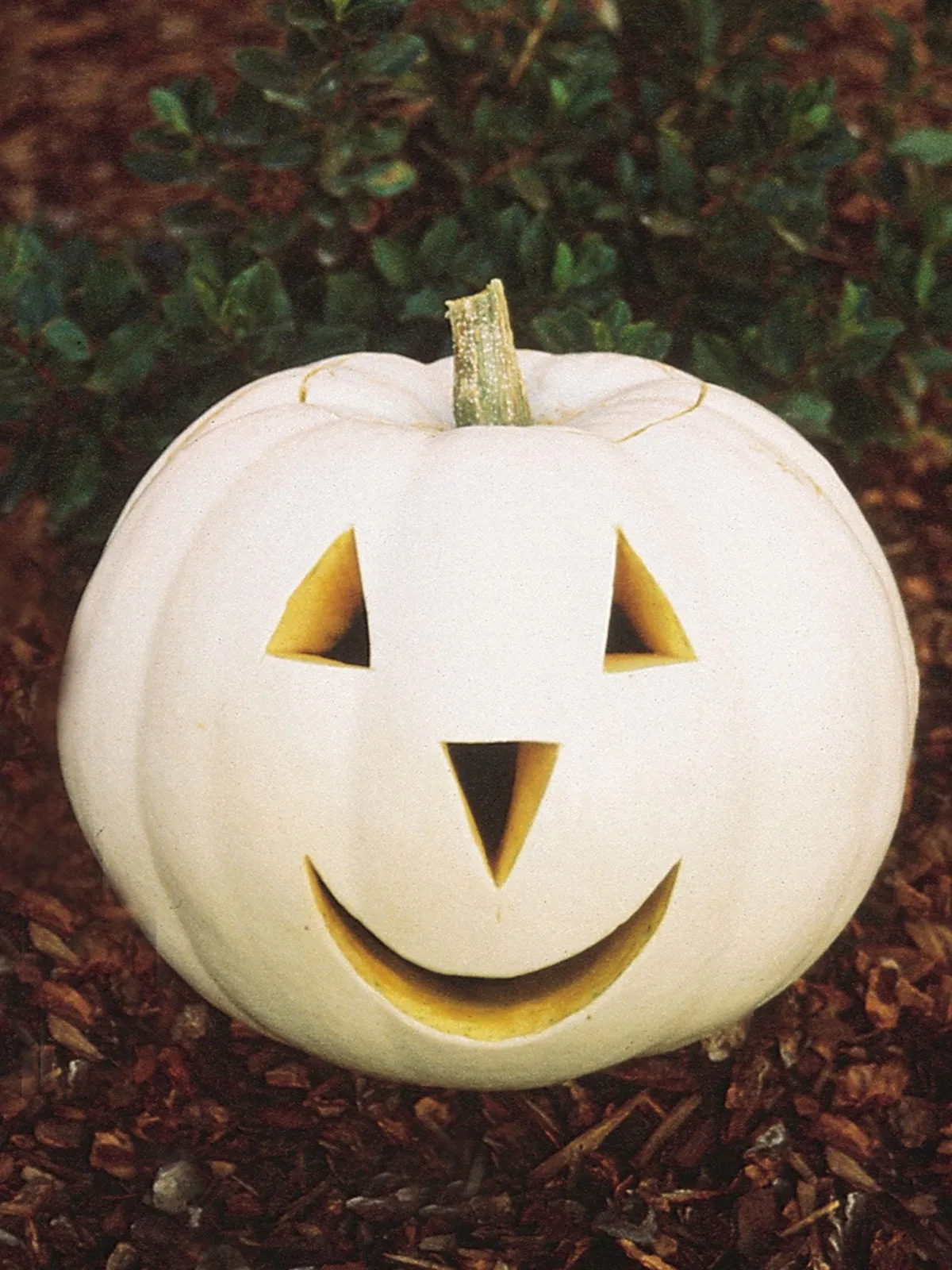 Lumina Pumpkin