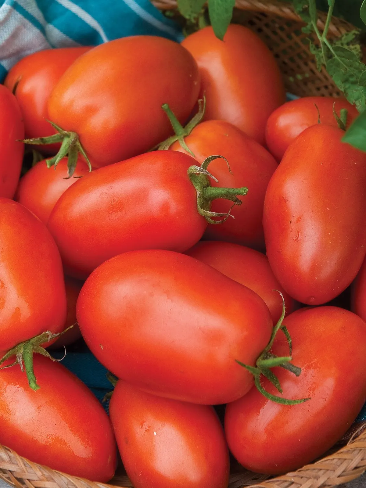 Roma VF Tomatoes