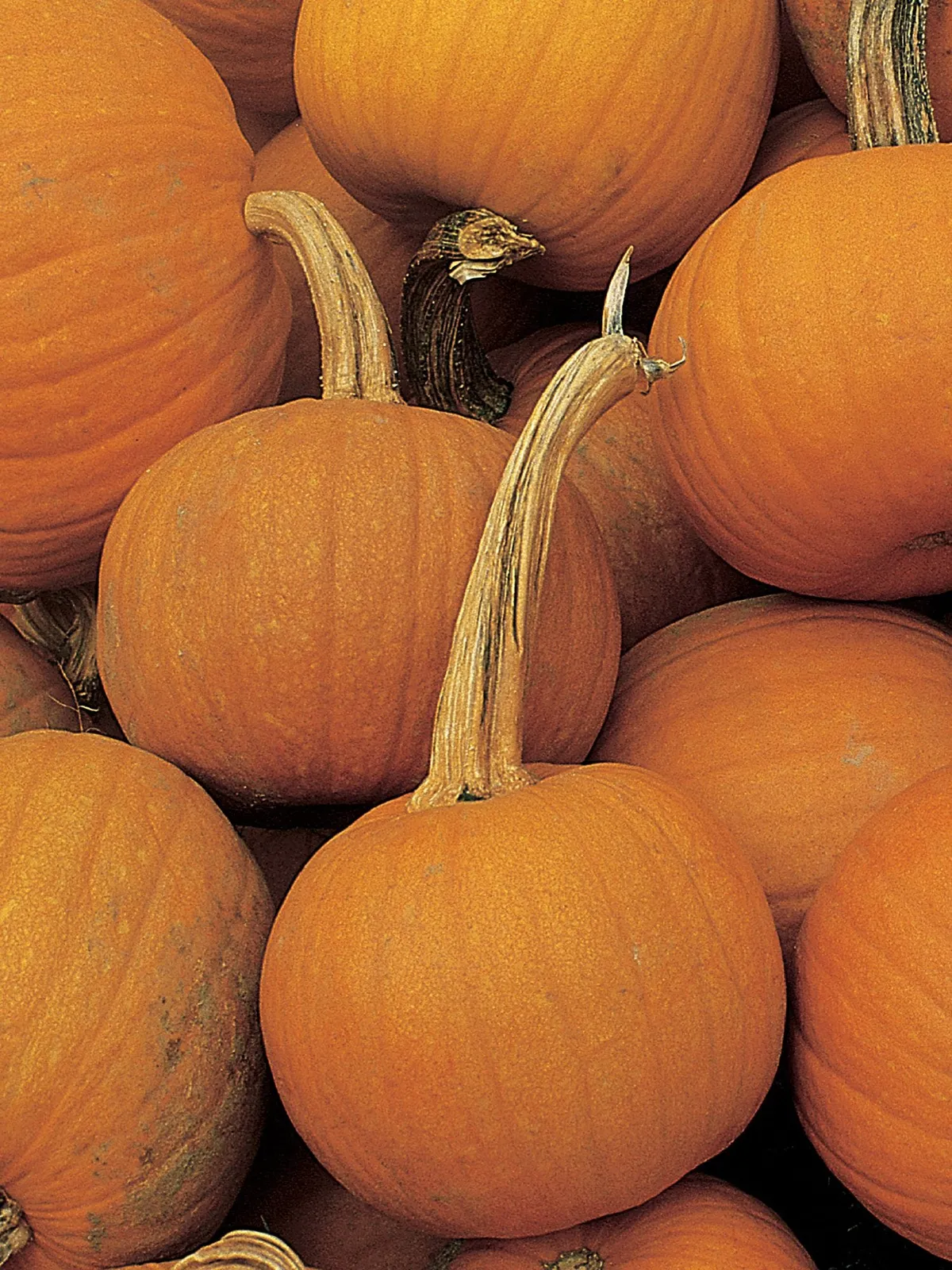 Early Sweet Sugar Pie