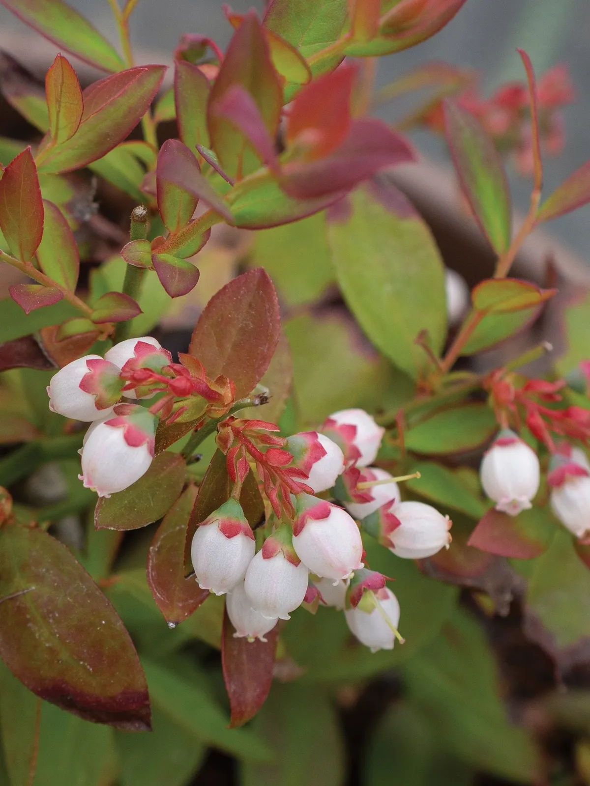 Sapphire Cascade Blueberries