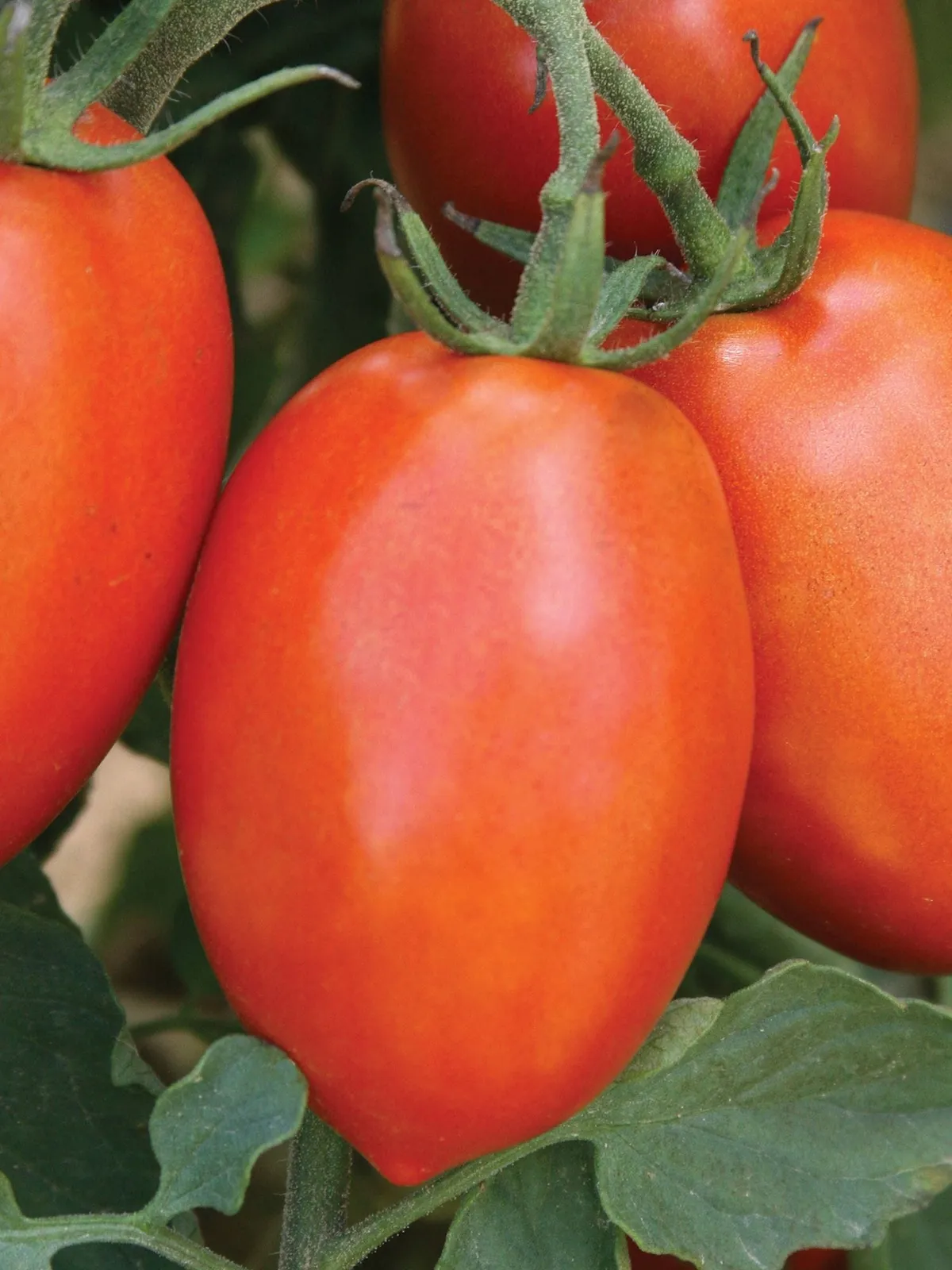 Roma Grande Tomatoes