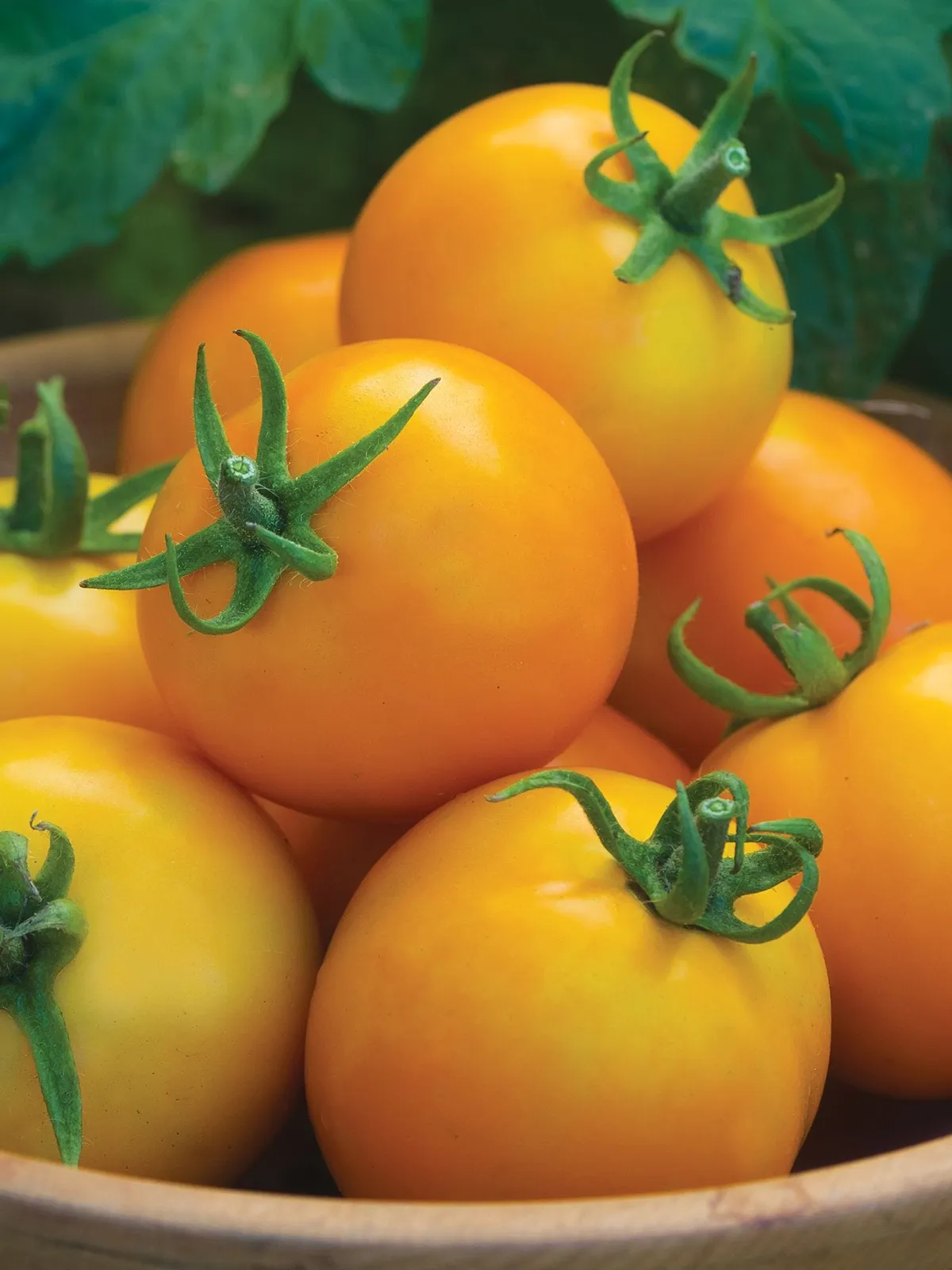 Solar Power Hybrid Tomatoes