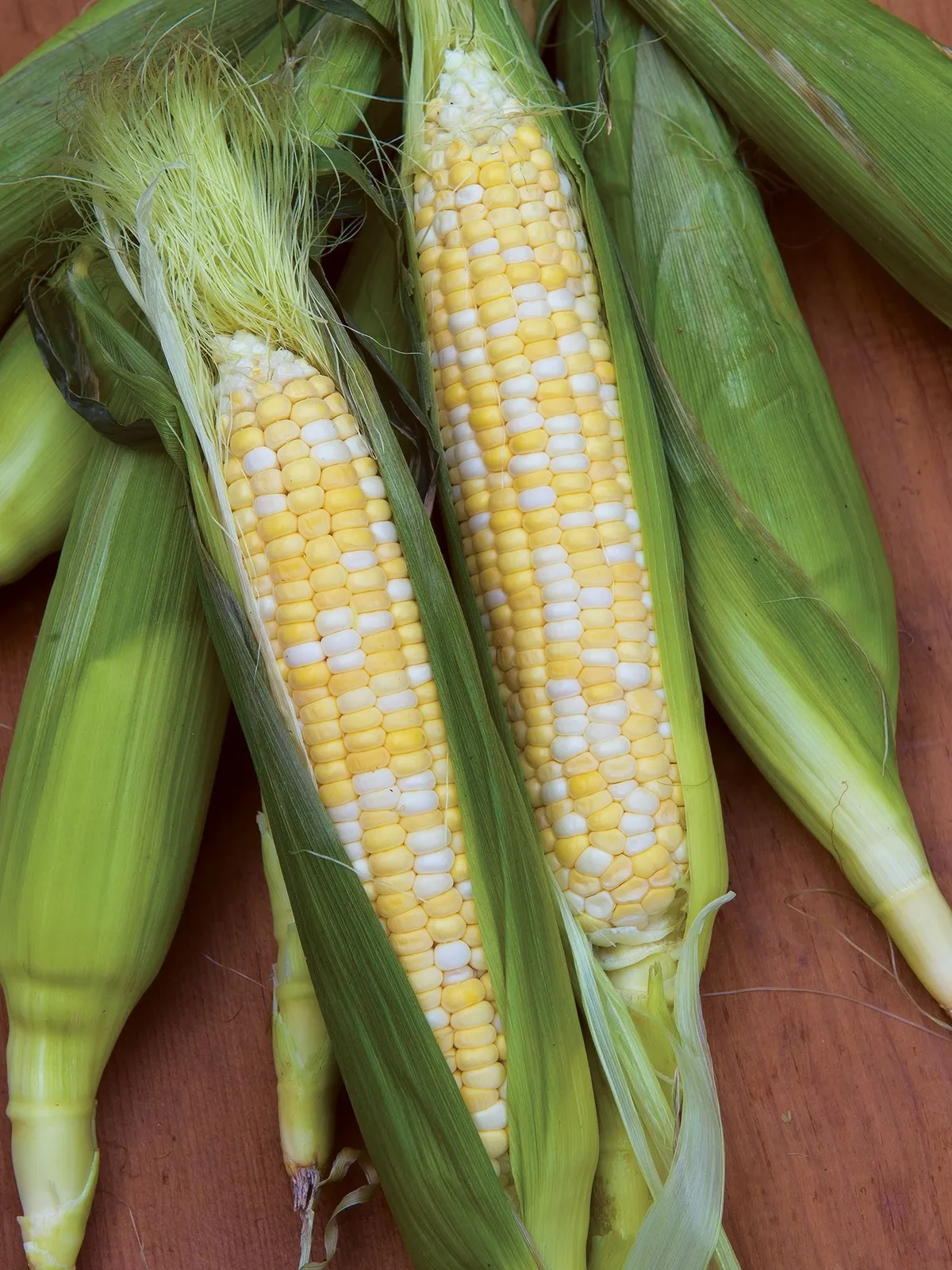 King Kool Hybrid Corn