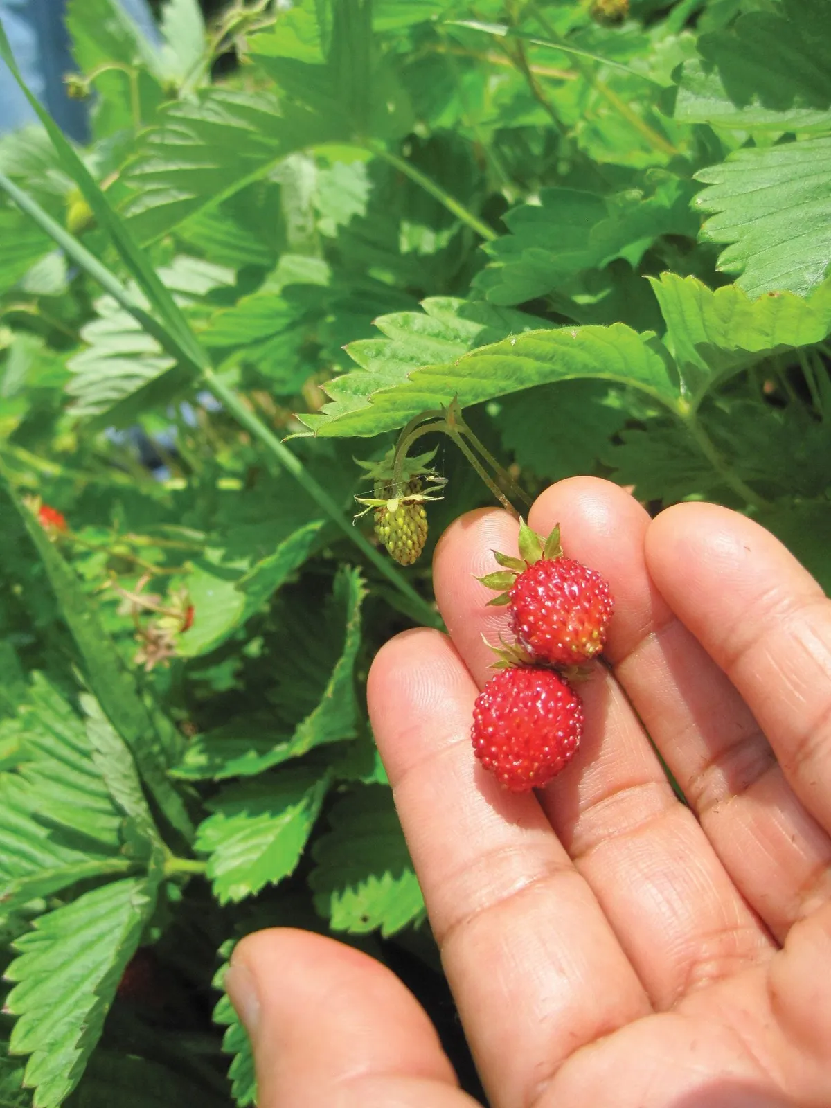 Alpine Alexandria Strawberries