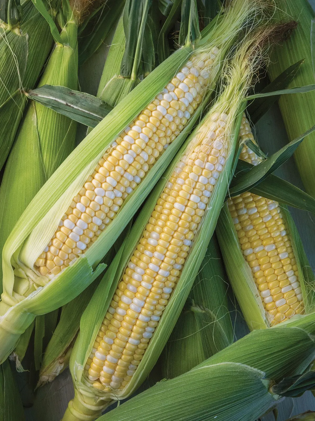 Nirvana Hybrid Corn